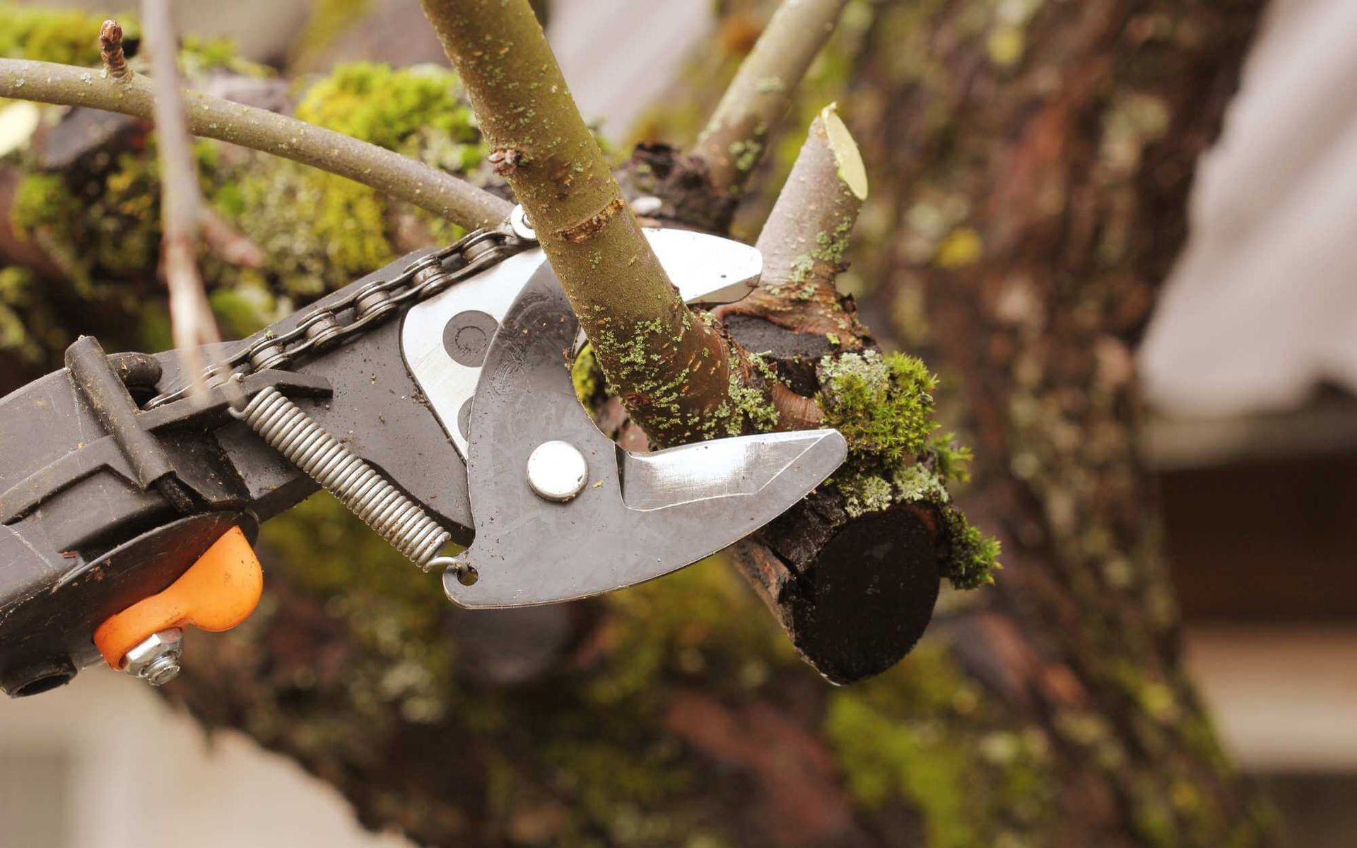 pruning a diseased tree limbs to prevent spread