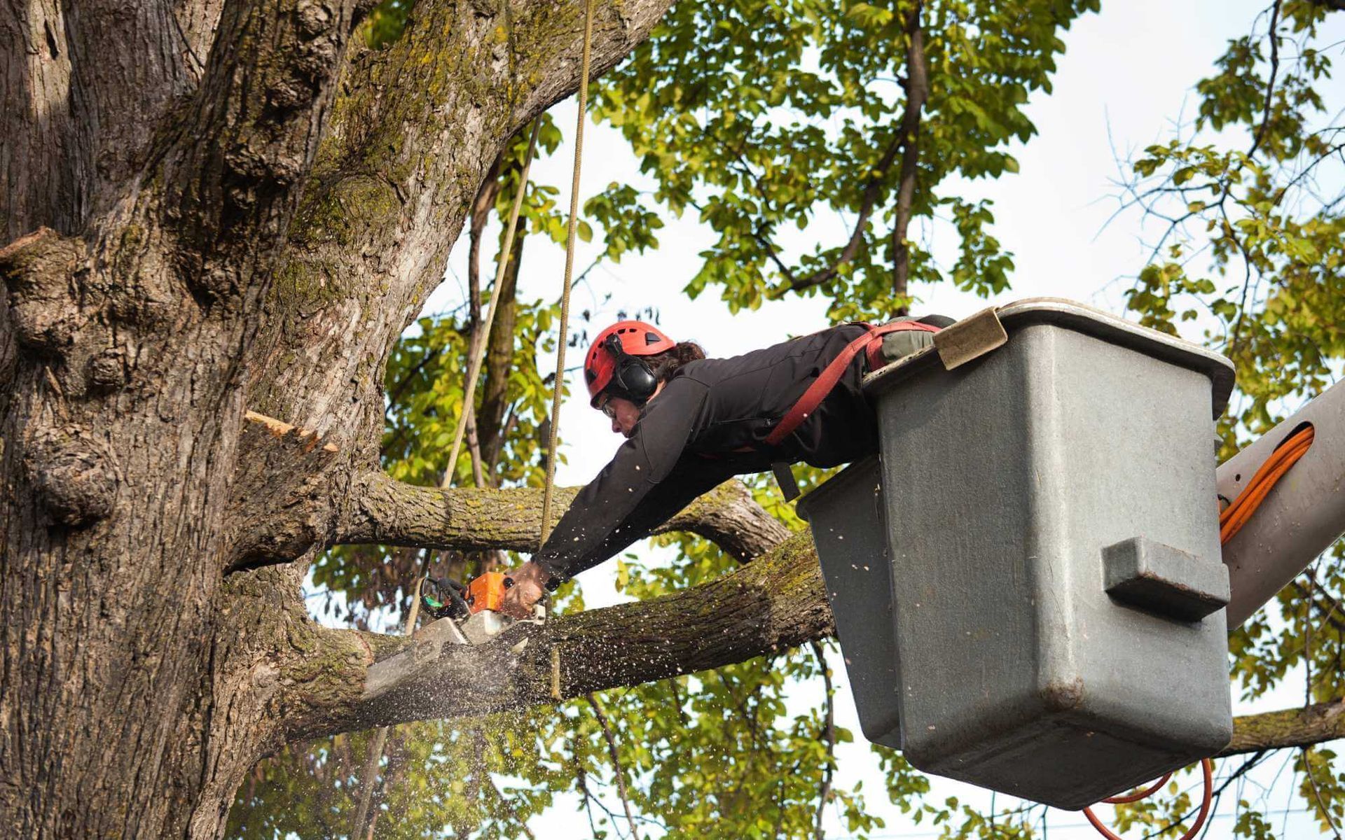 Emergency Tree Removal vs. Regular Tree Services