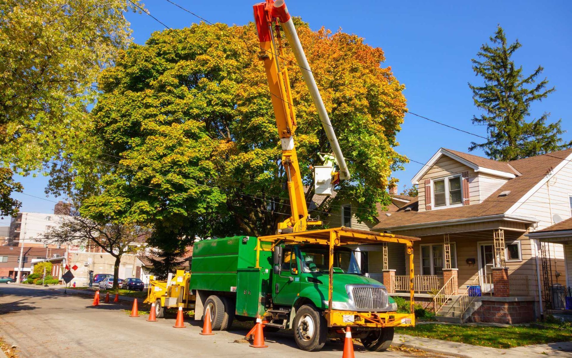 tree risk assessment in Boca Raton, FL