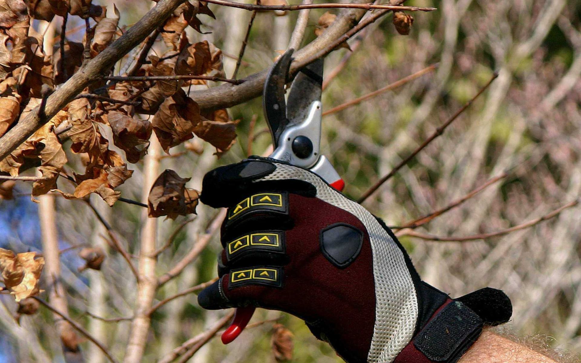 fruit tree pruning in autumn