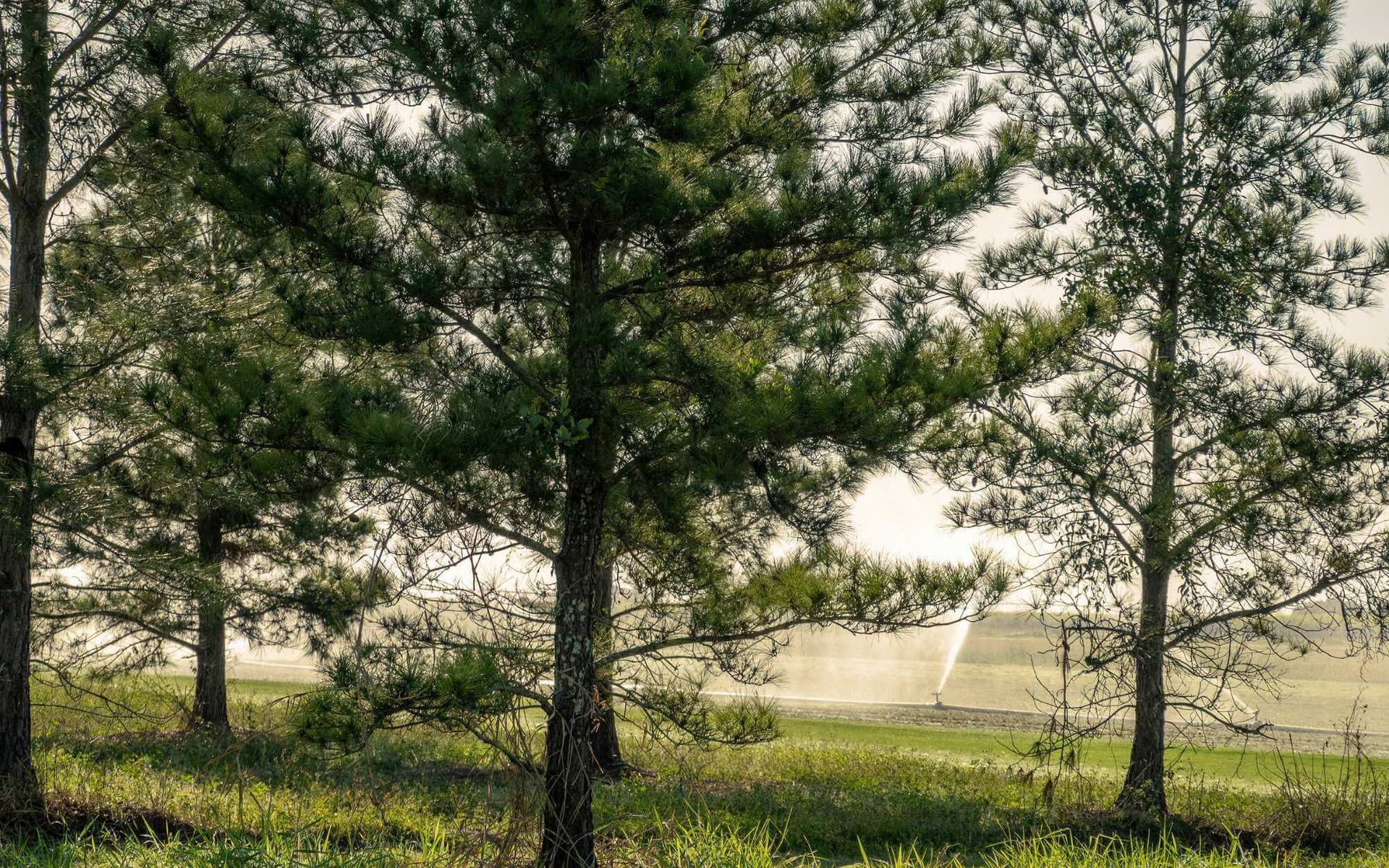 drip irrigation for newly transplanted trees