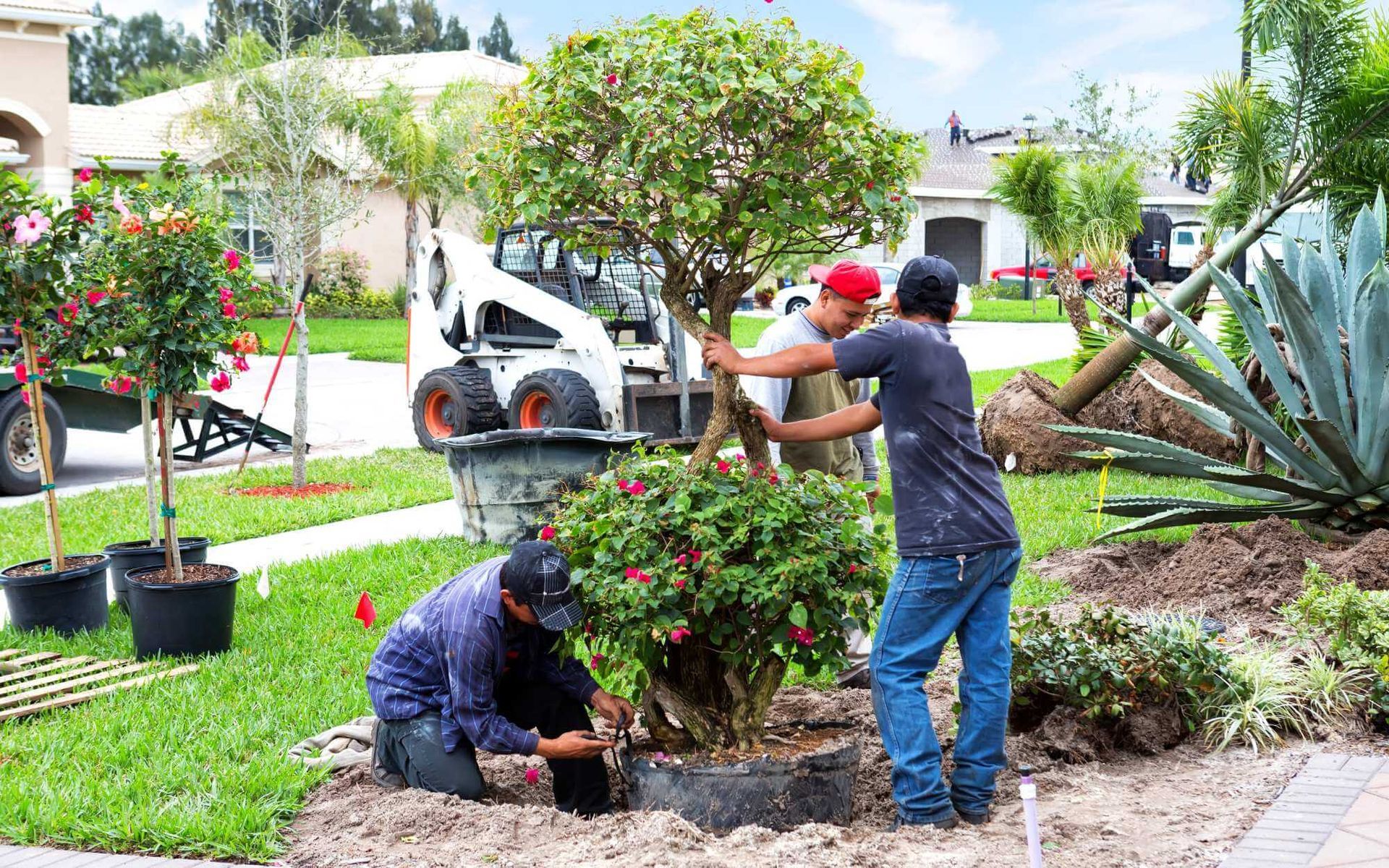 landscape professional planting trees appropriate for a Boca Raton residence's front yard