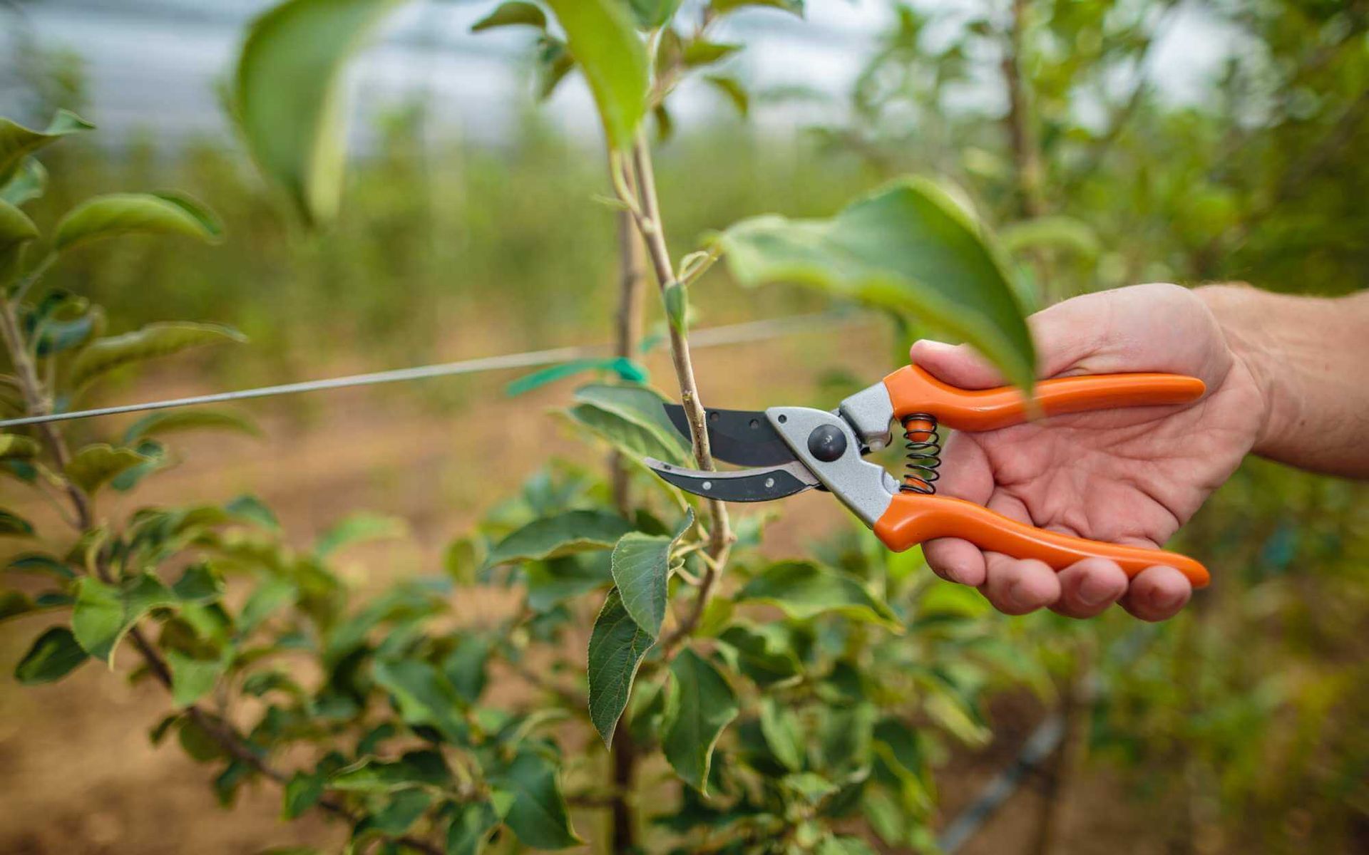 seasonal fruit tree pruning in Boca Raton FL