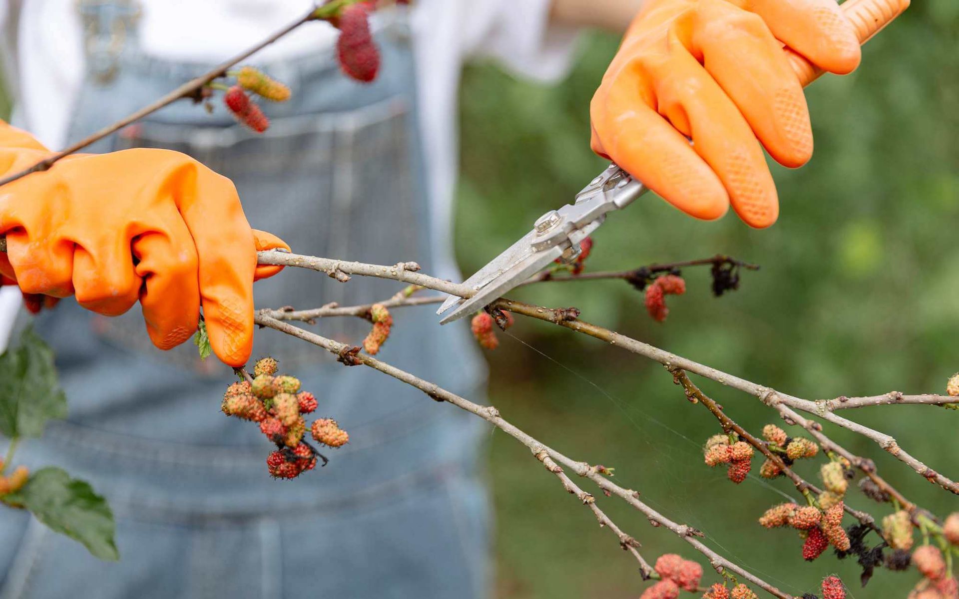orchard pruning for disease prevention