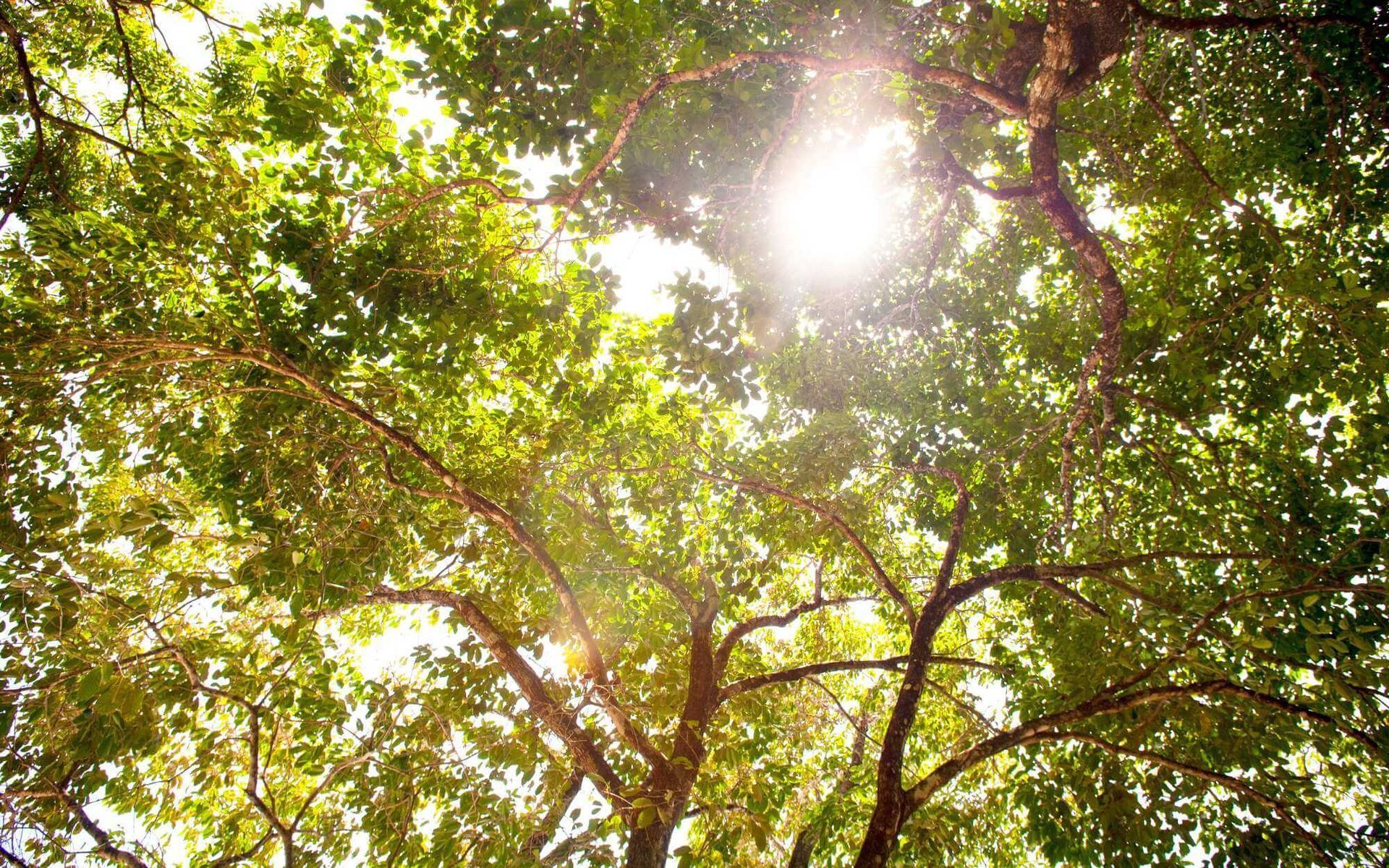garden trees with large, lush canopies
