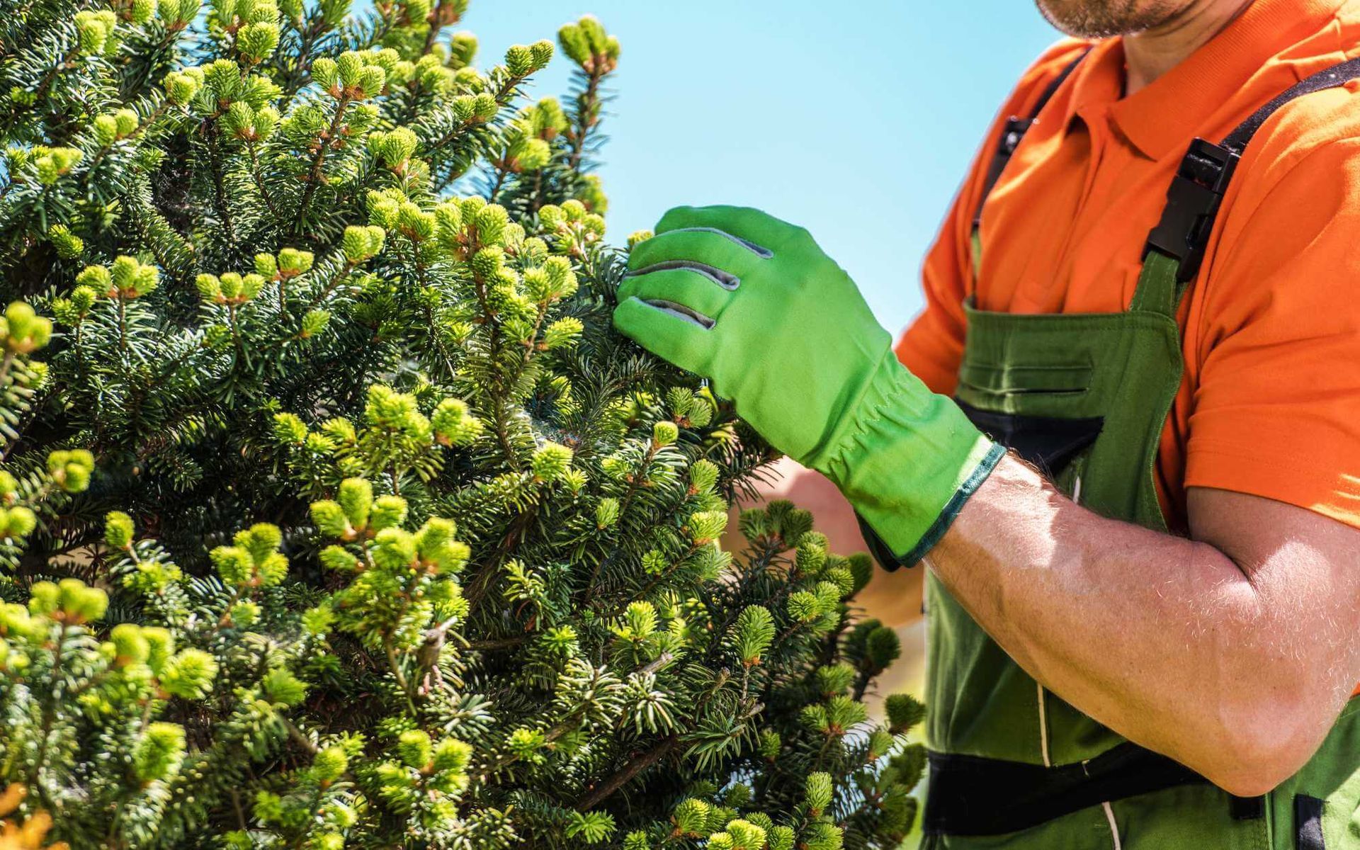 Increasing Fruit Tree Yields with Plant Growth Regulators