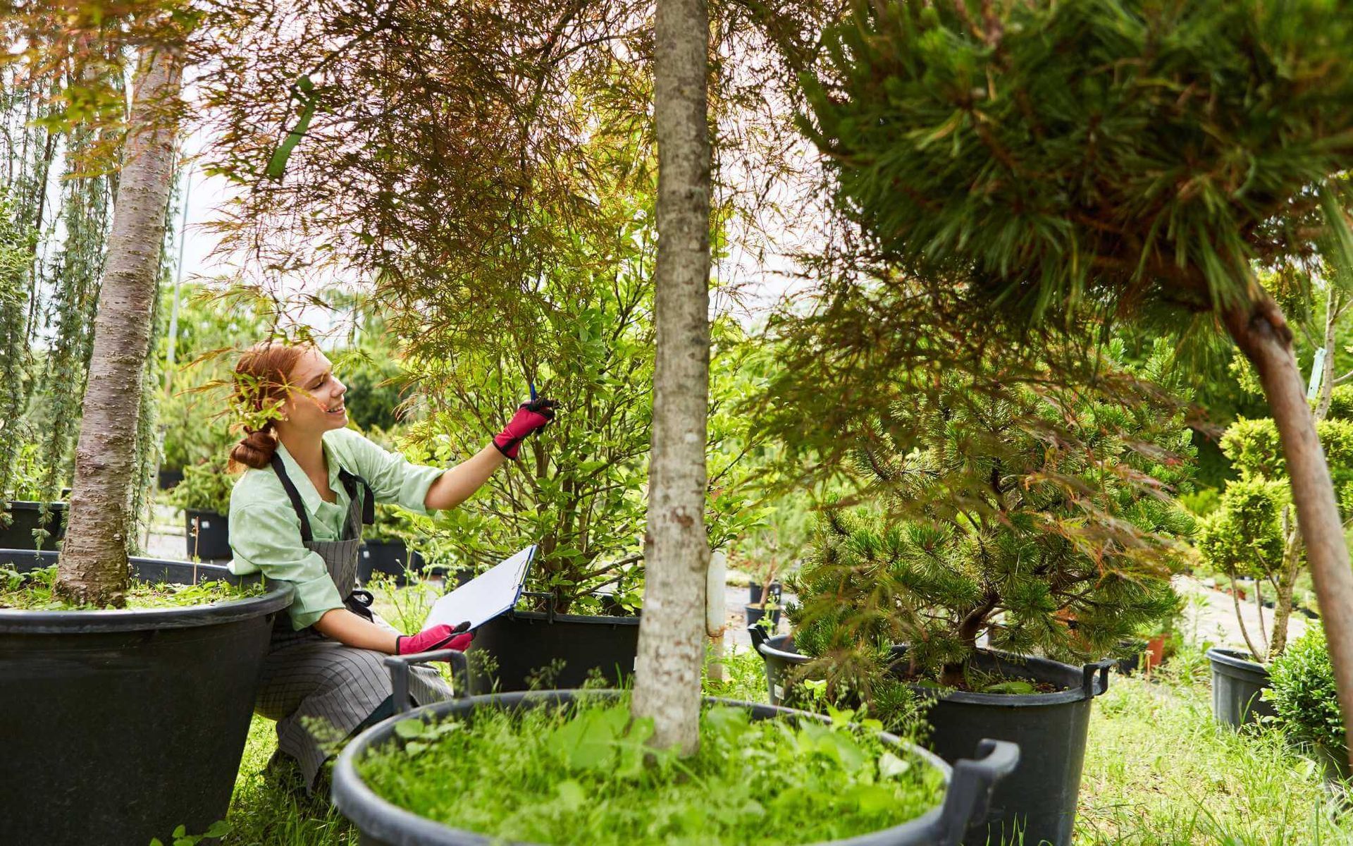 Strategies for Controlling Big Trees in Small Spaces