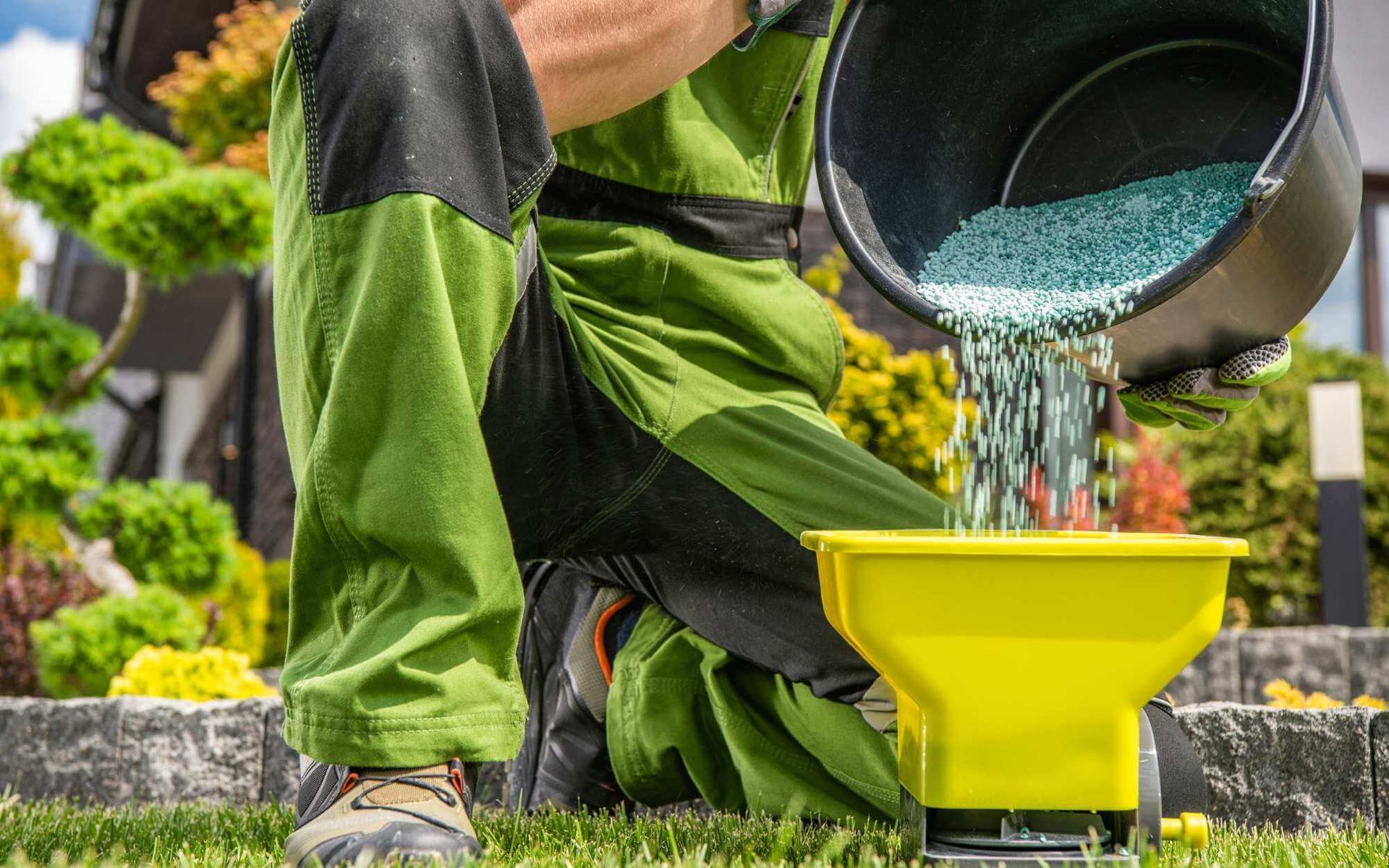 tree health specialist pouring granular lawn fertilizer