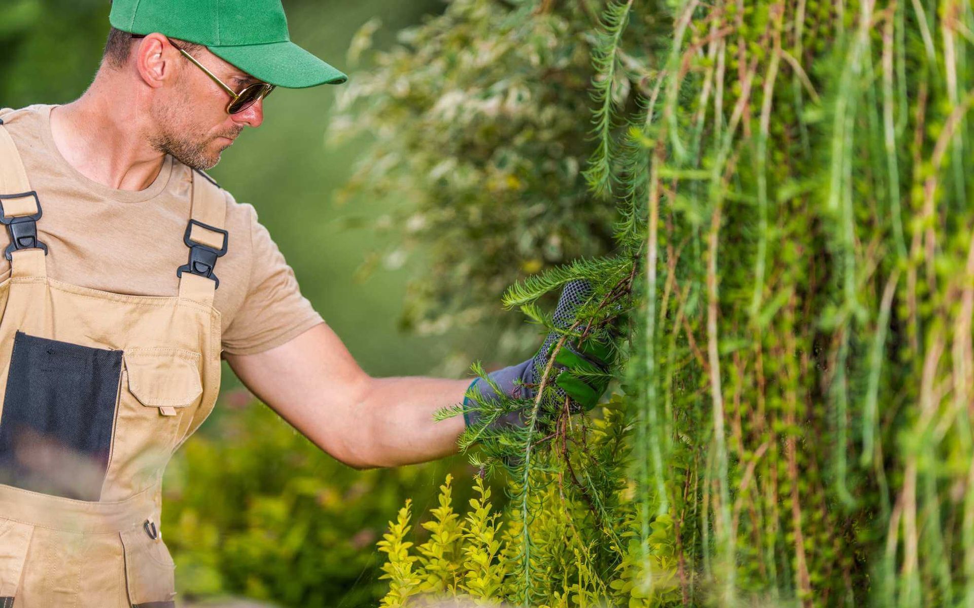 in-depth tree risk assessment