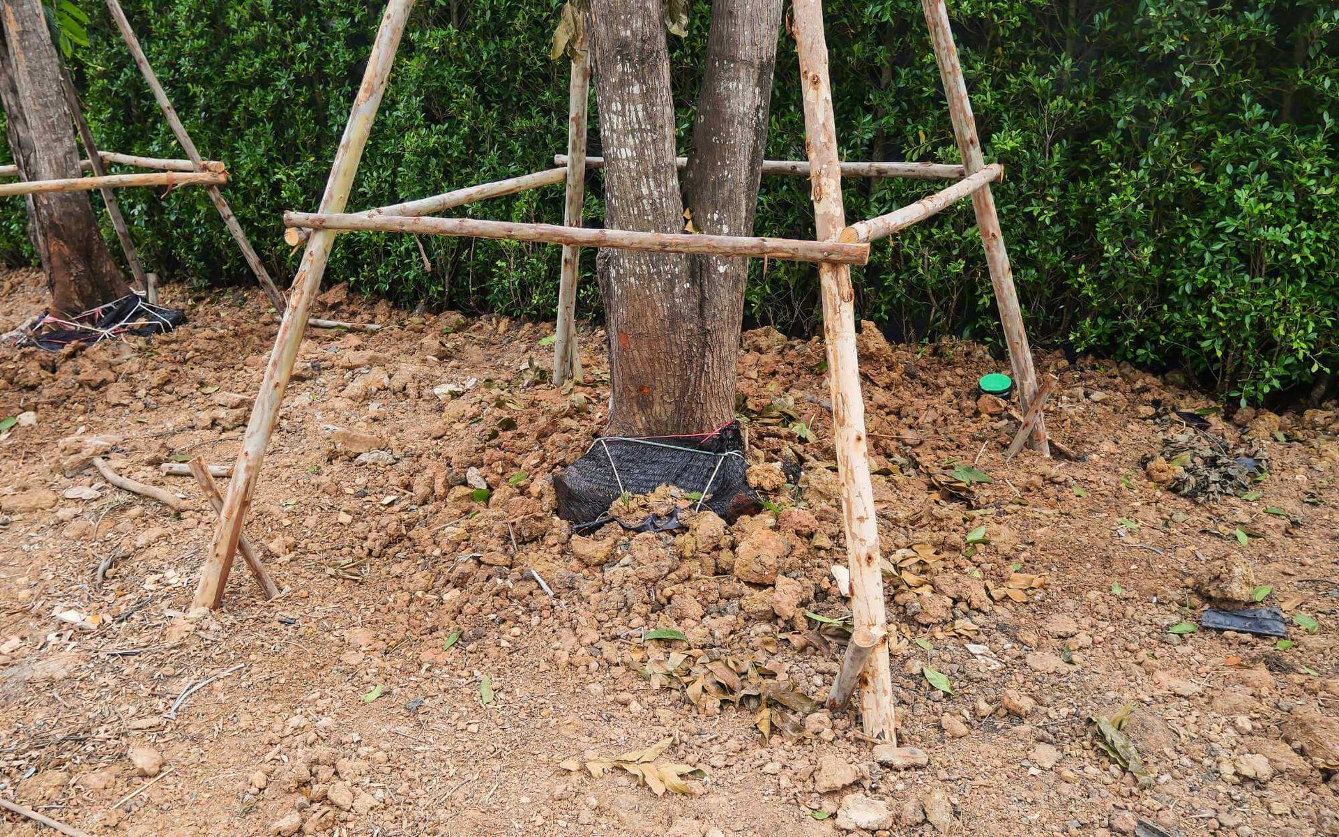a canopy is used to balance the newly transplanted tree