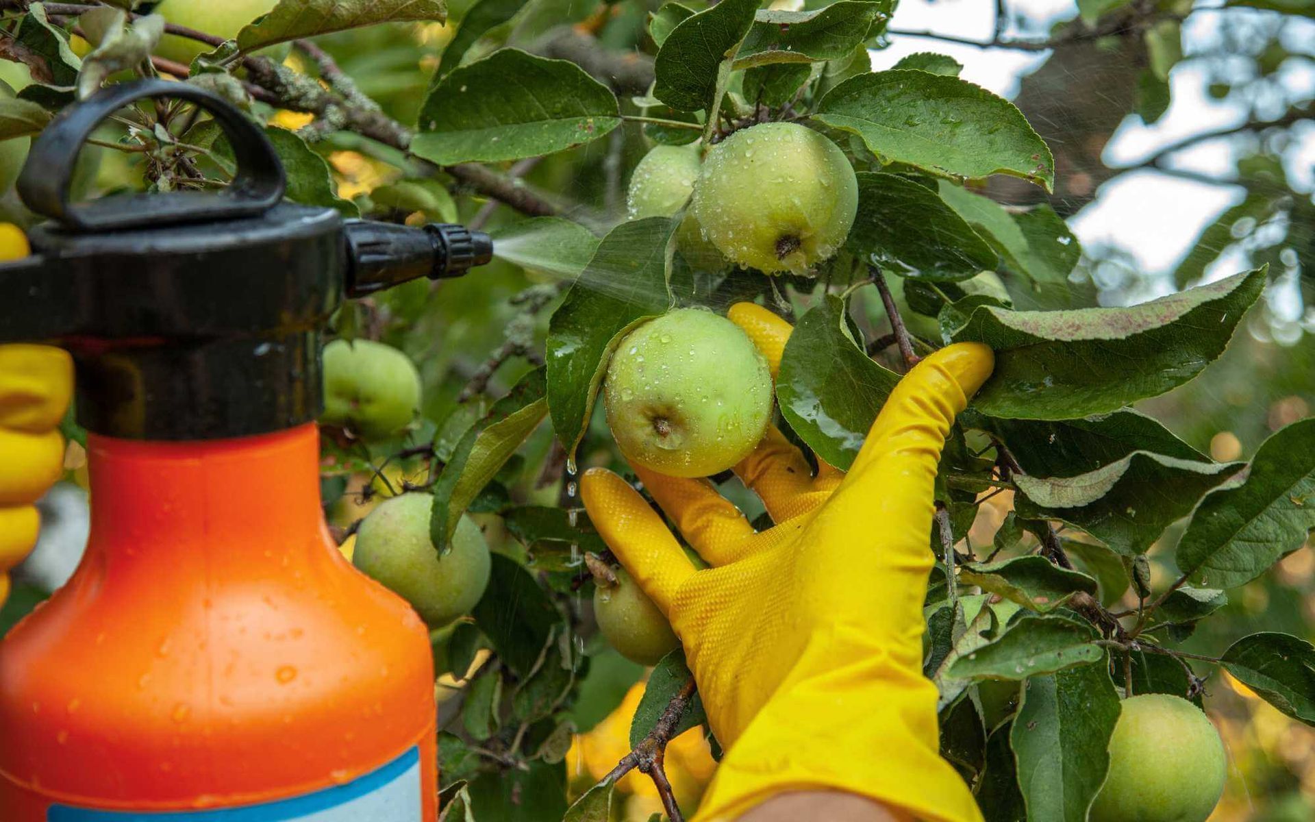 Tree Fertilization for Pest and Disease Resistance