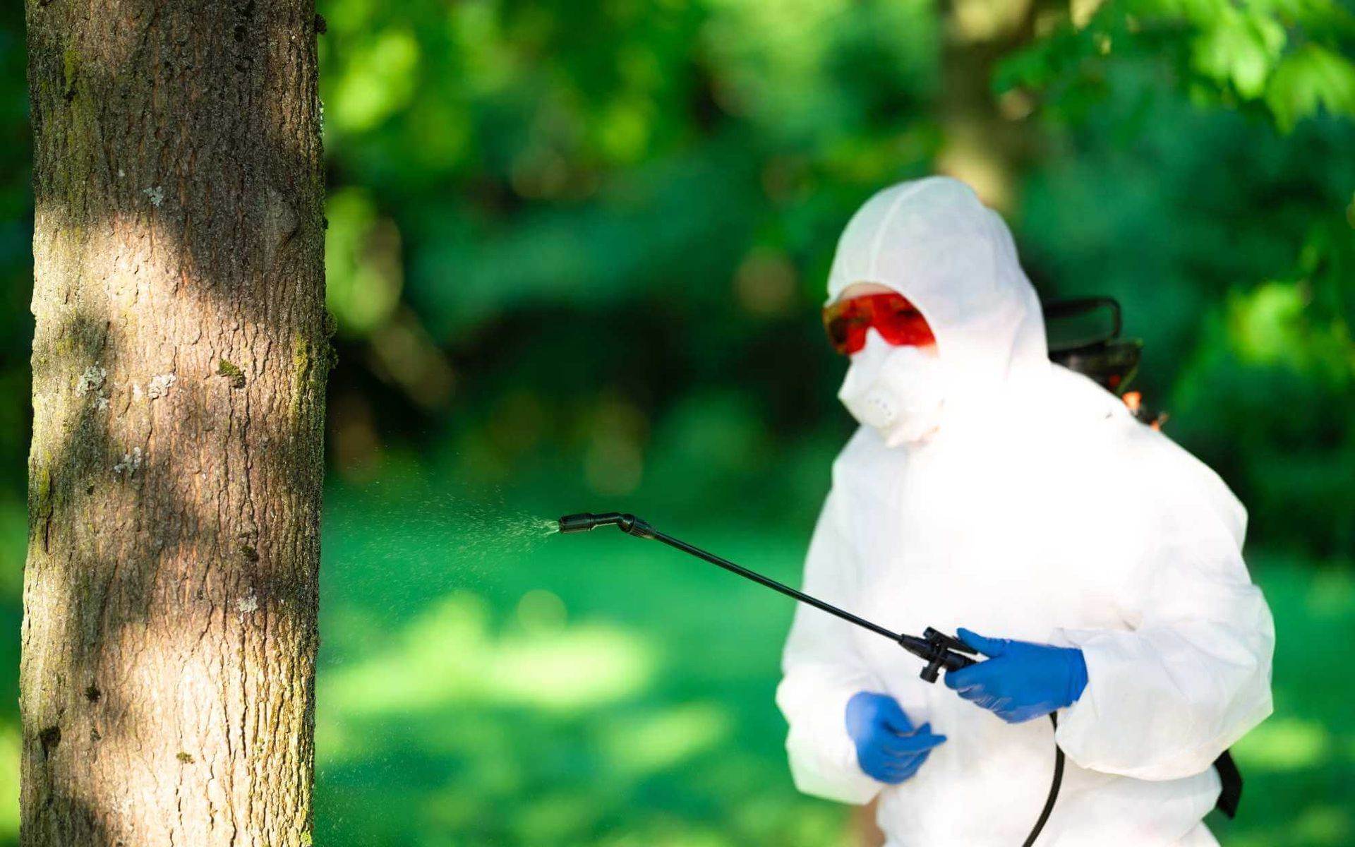 IPM for trees in Boca Raton