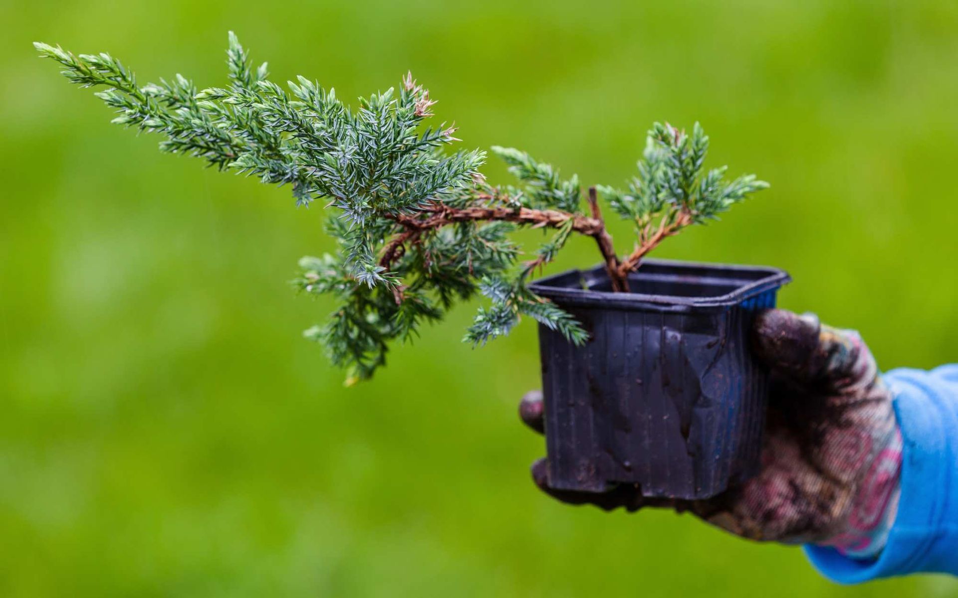 preparing a young plant for transplantation