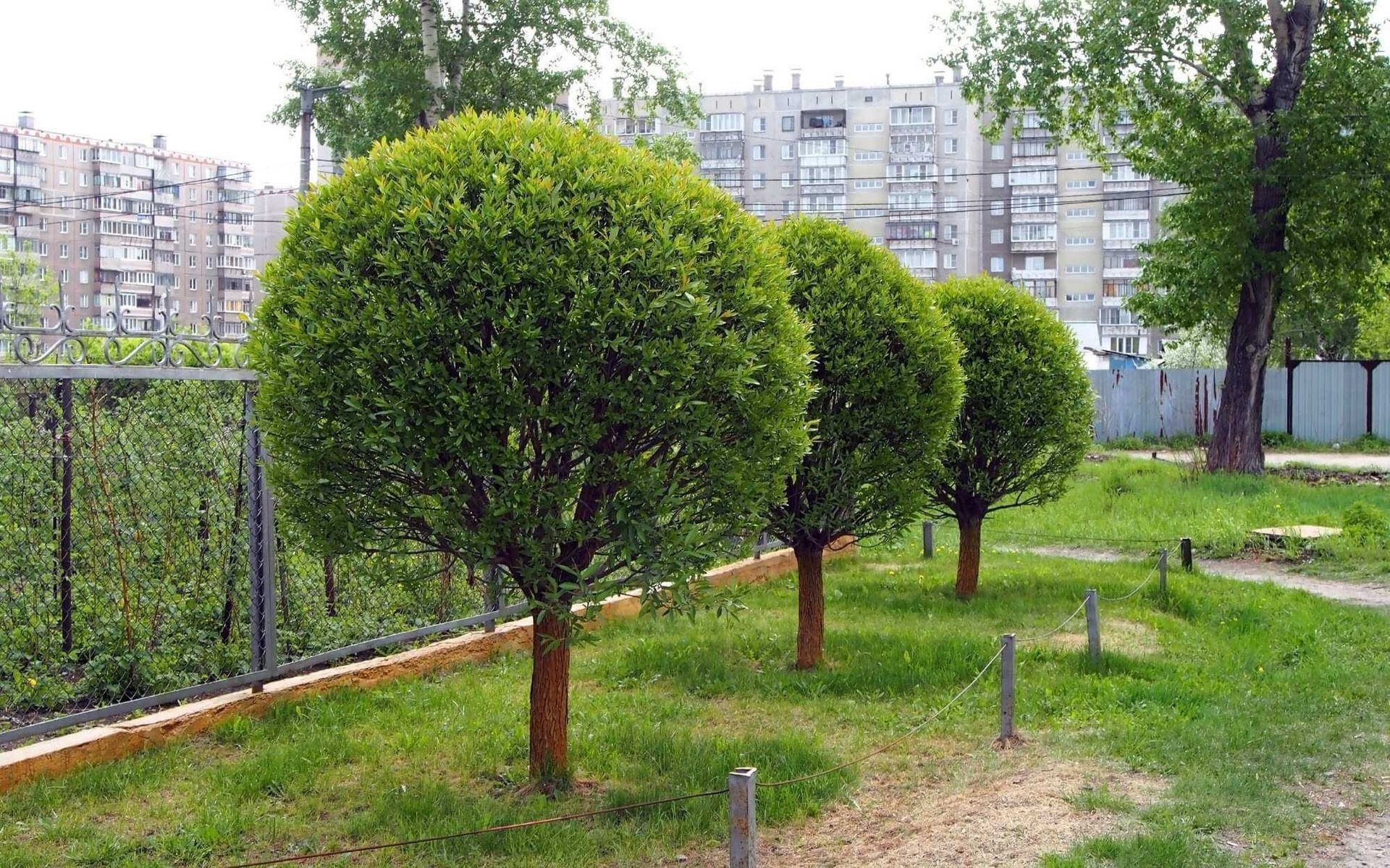 Shaping Your Scenery: Enhancing Landscape with Tree Trimming