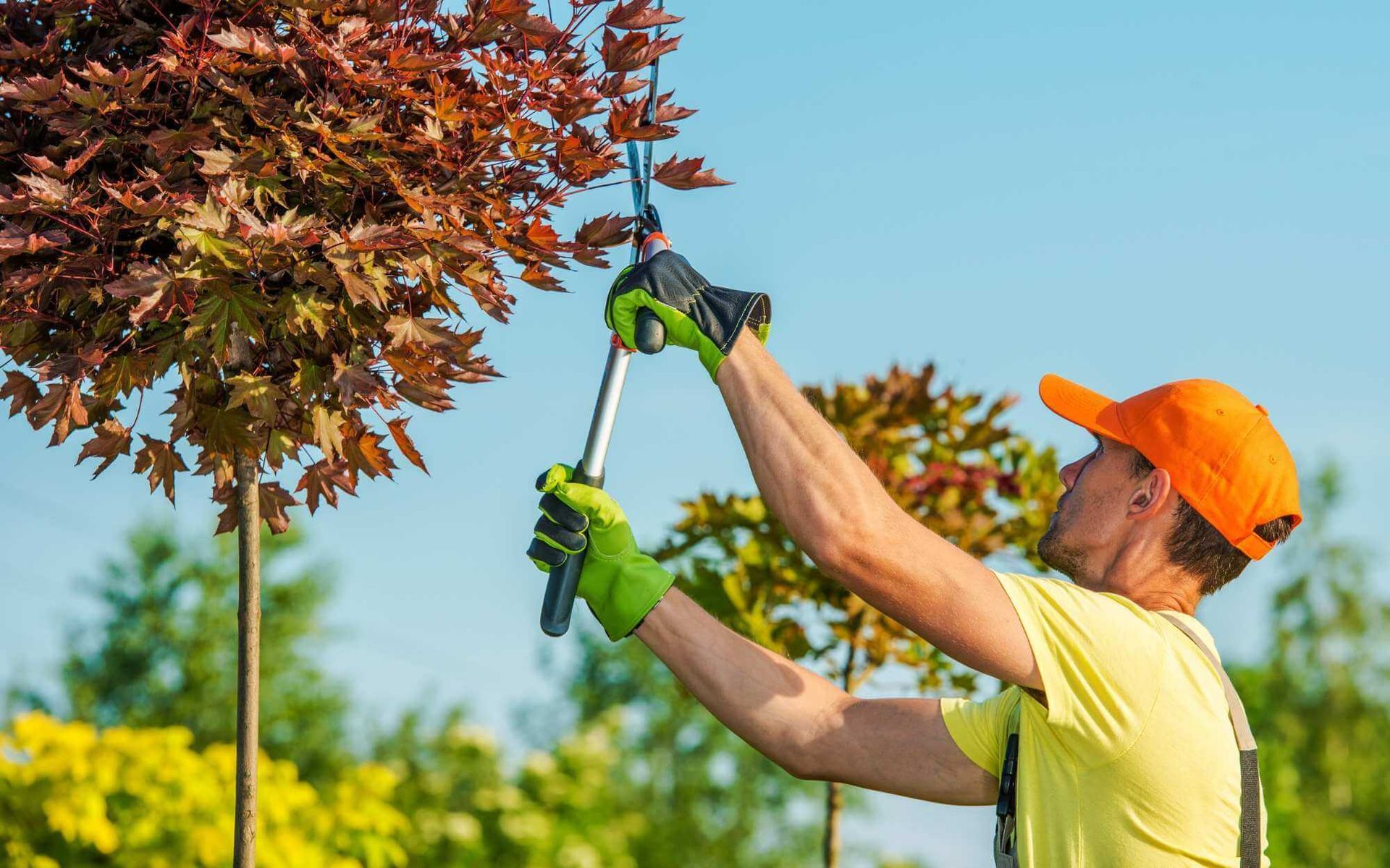 arborist cutting unnecessary branches off the tree with pruning shears