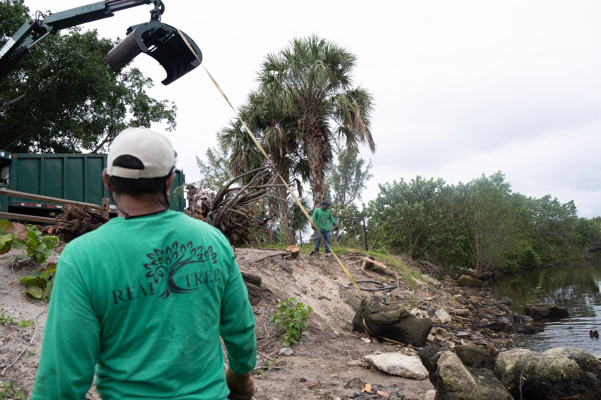palm tree removal performed in Naples FL