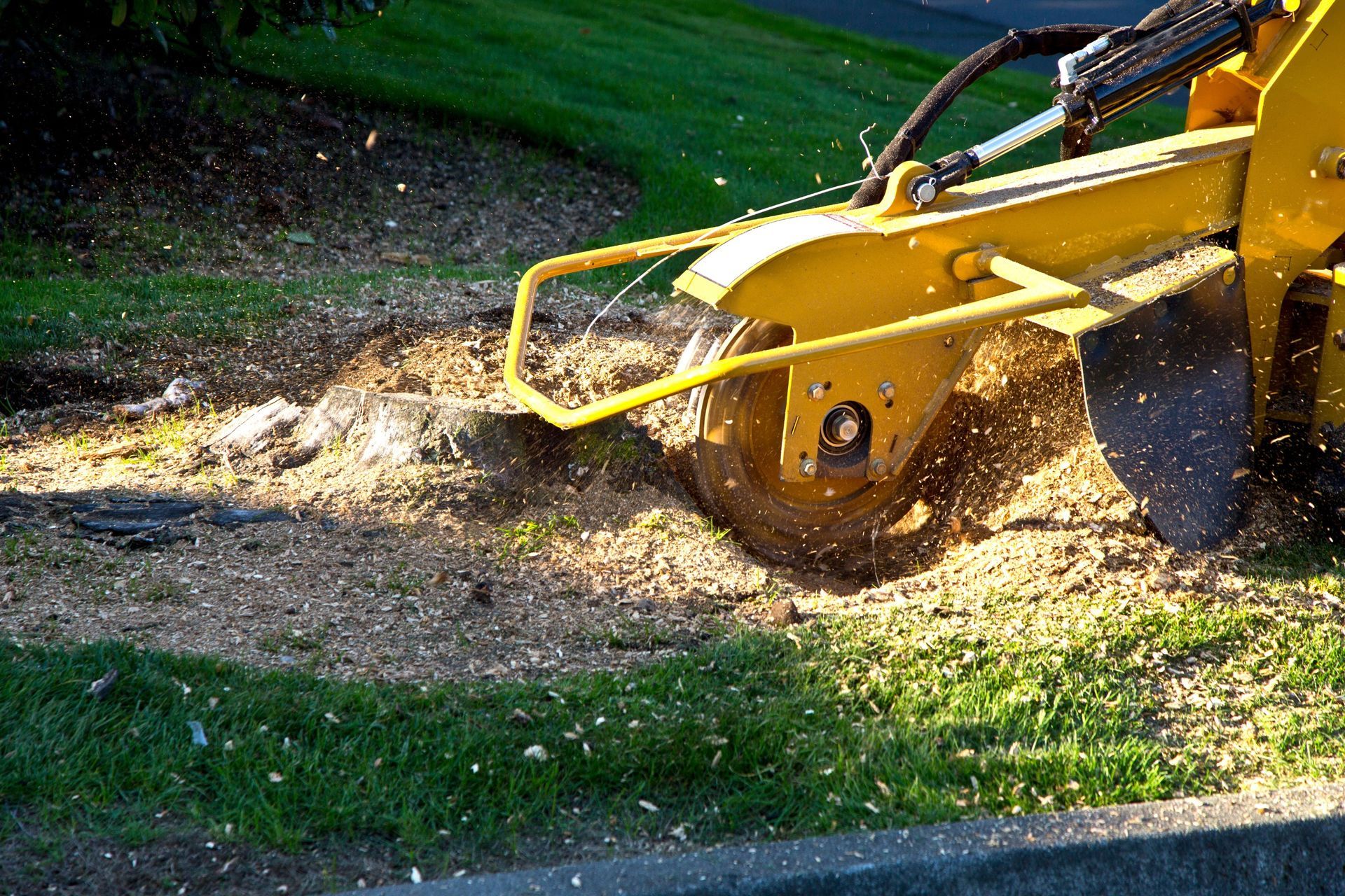 same-day tree stump grinding in Naples FL