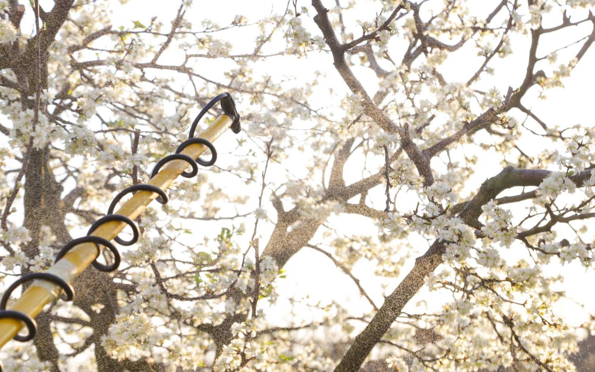 Healthy Harvests: Tree Disease Management for Fruit Orchards