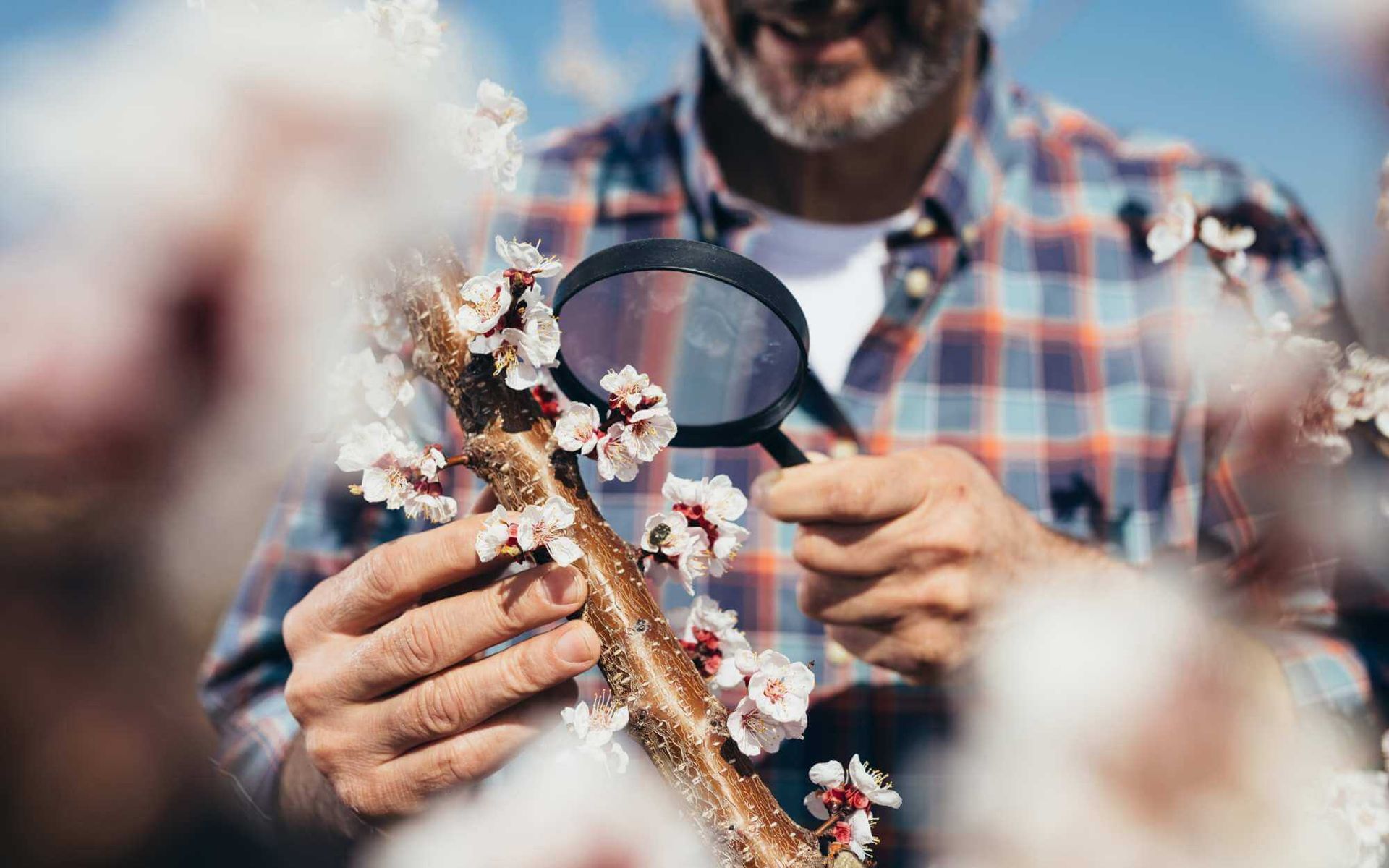 The Expert's Guide to Fruit Tree Pruning for Increased Yields