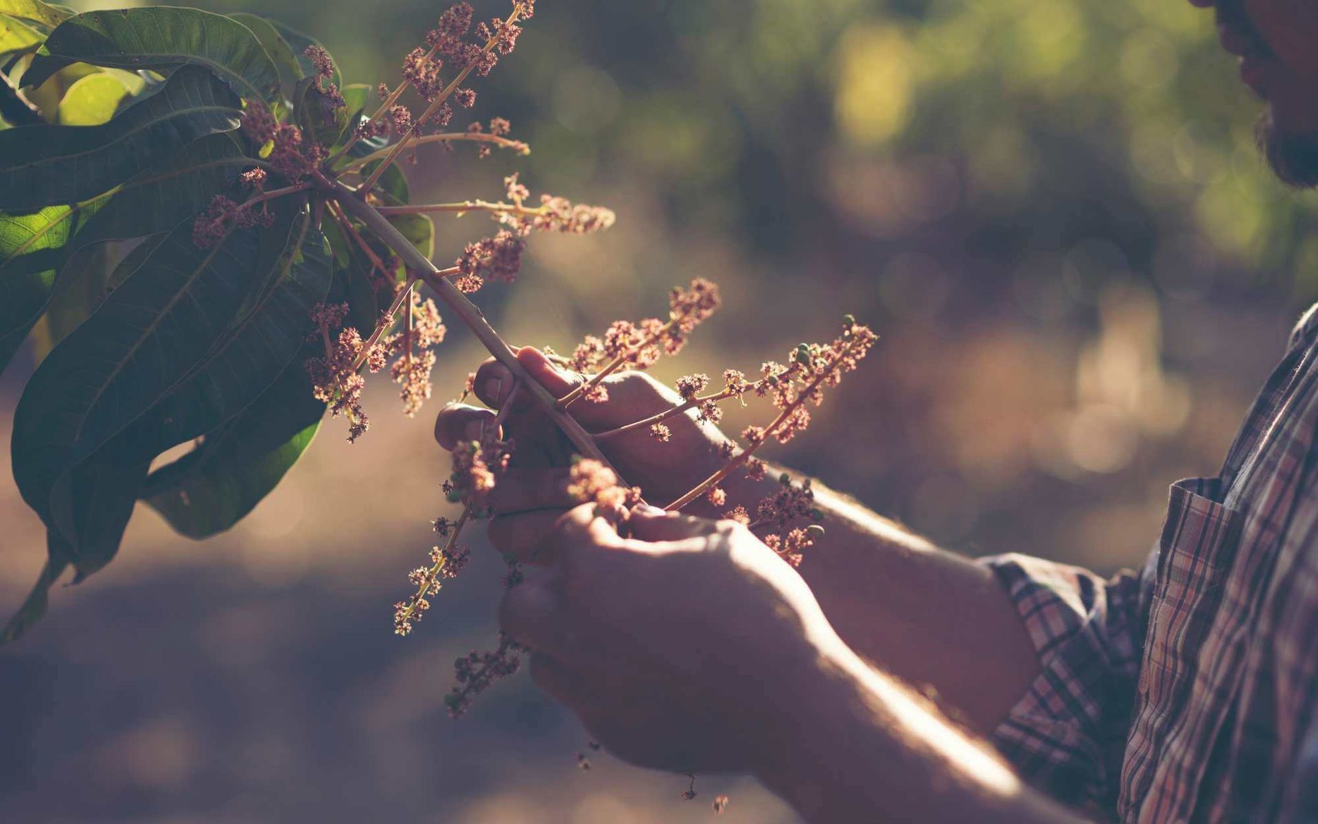 orchard health assessment by a Real Tree team pro