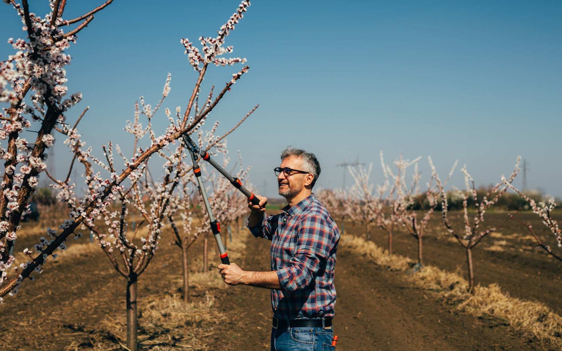 local arborist cutting dead branches off a fruit tree to promote fruit production