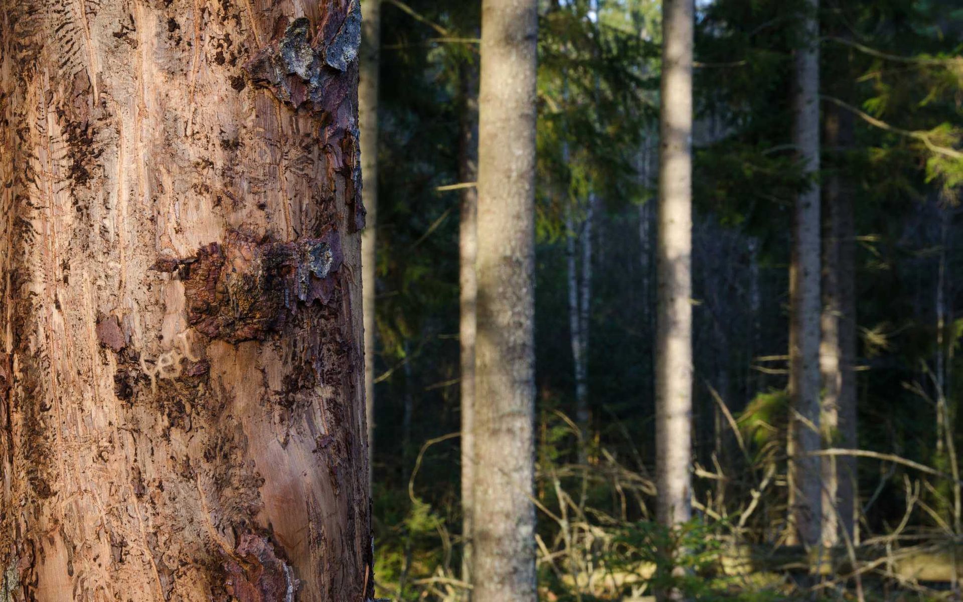 Challenges and Solutions in Urban Tree Management