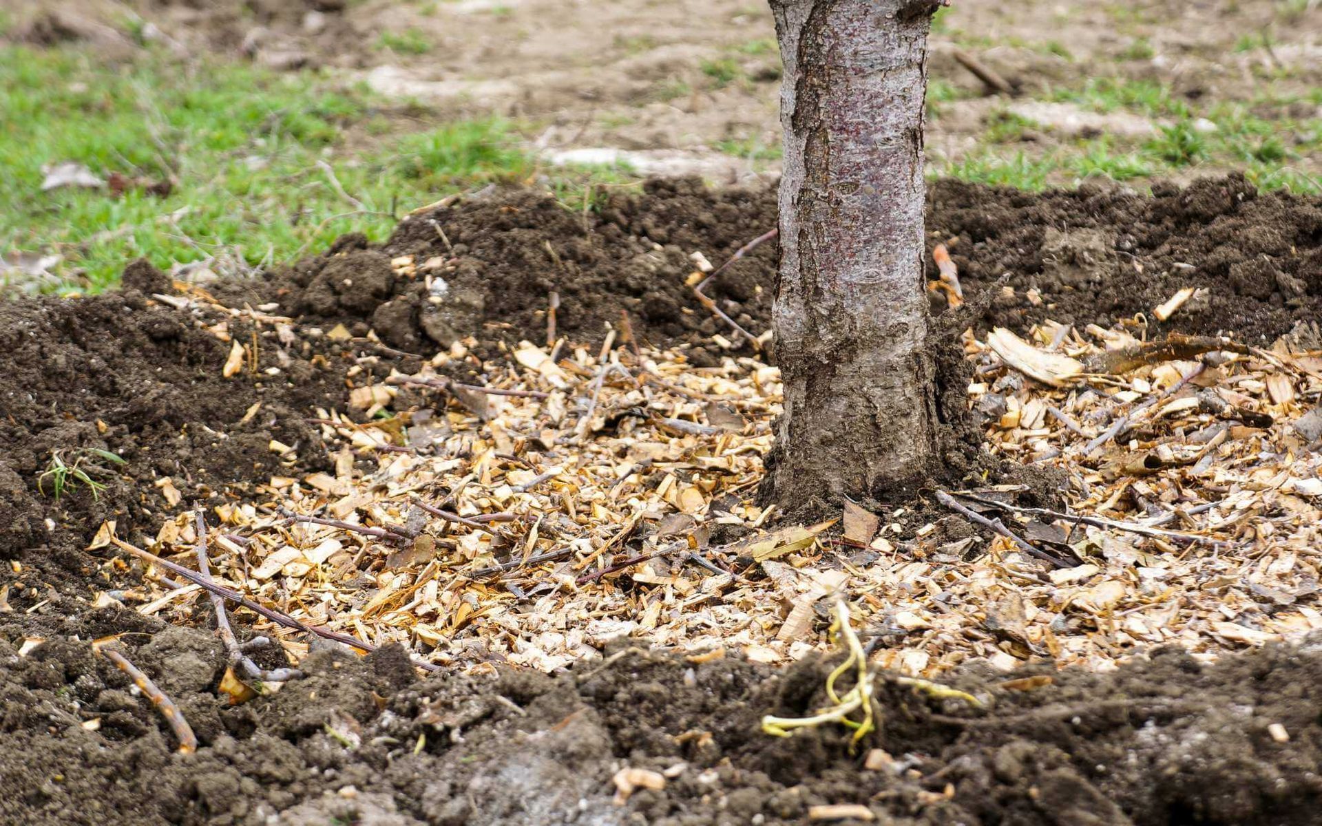 Mulch Around Trees Through the Seasons: The Ultimate Guide