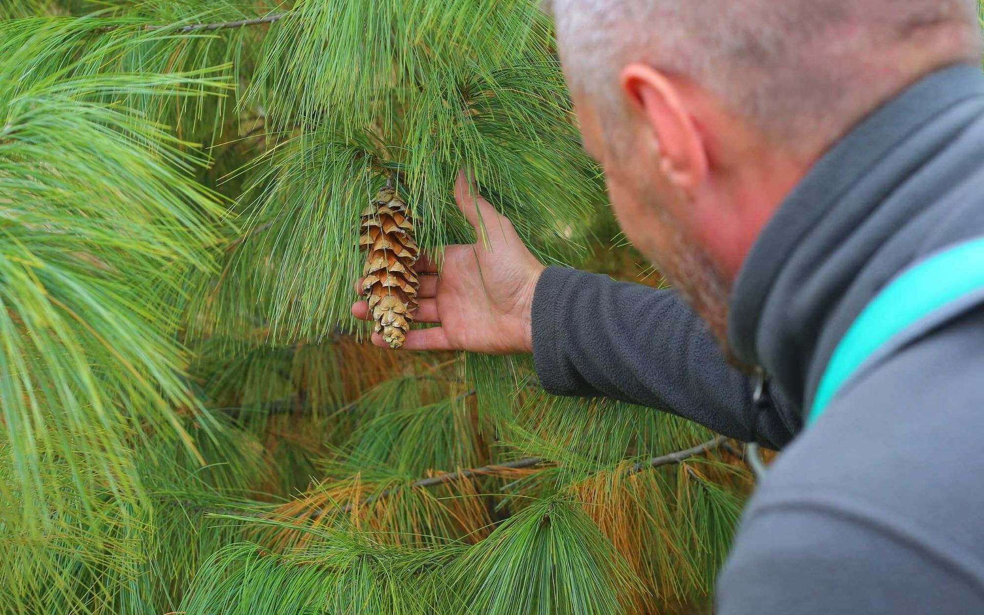 local arborist inspecting a pine tree and its yields