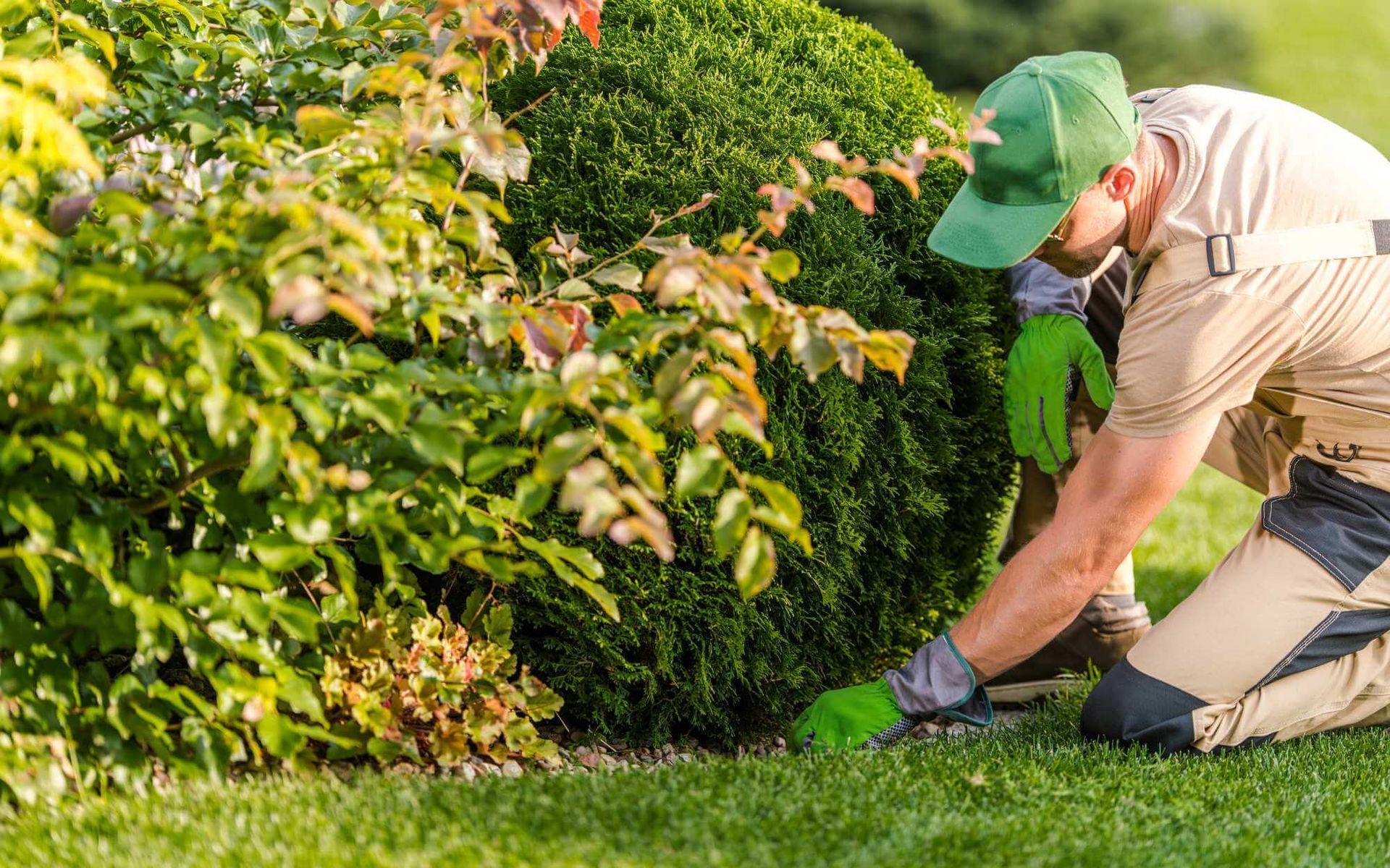 local arborist applying TGR on garden plants