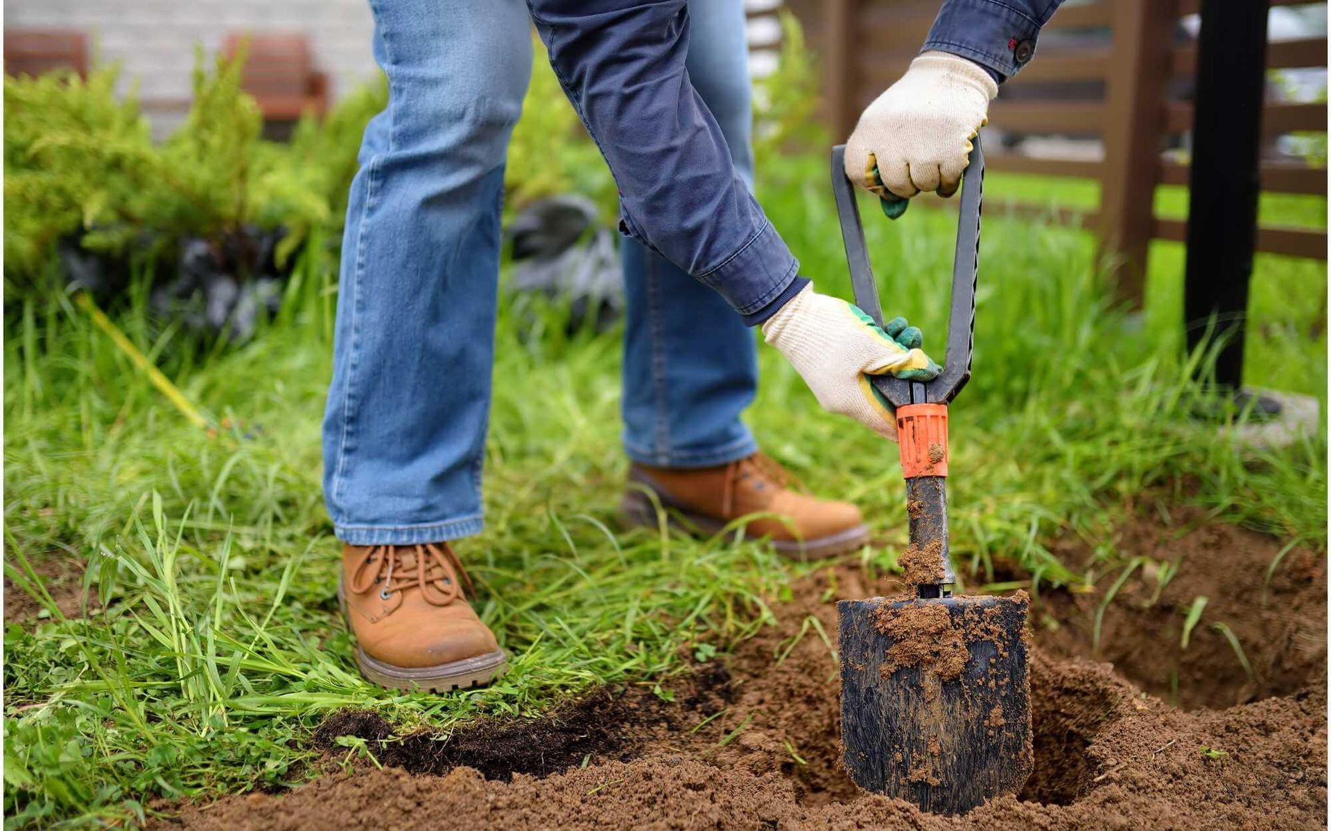 digging for transplanting