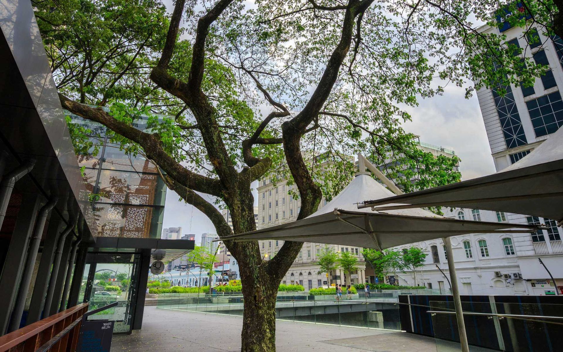 tree preservation despite urban development