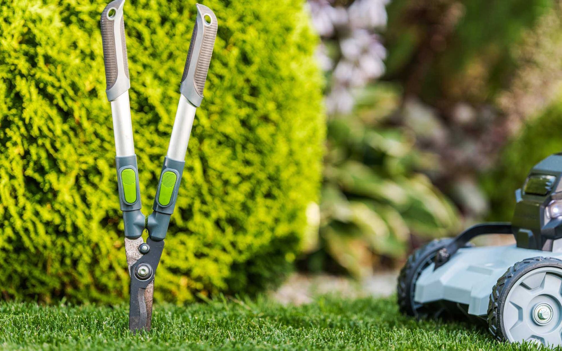 regular tree and shrub maintenance as preventive measure