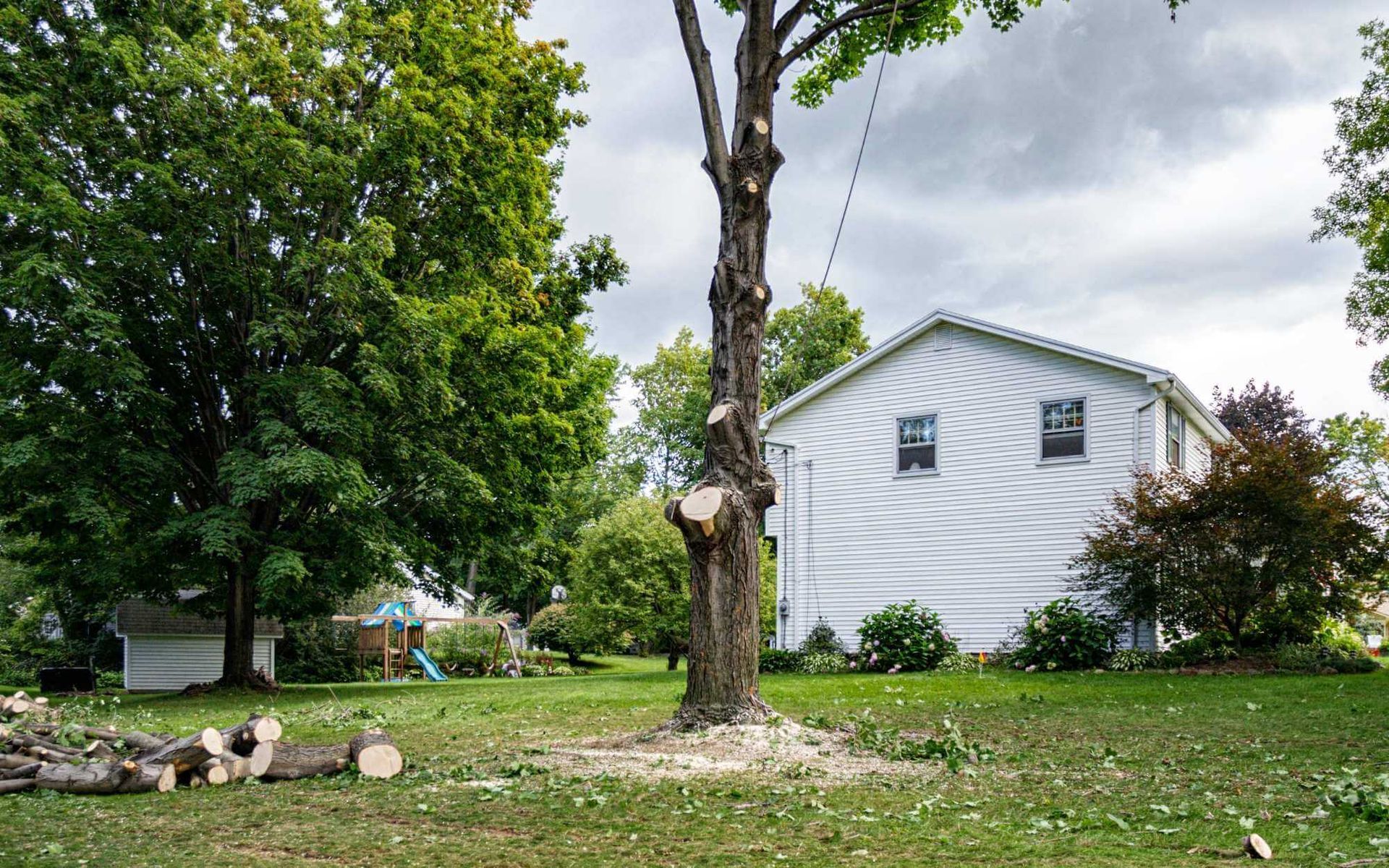 The Key to Preventing Property Damage: Quick Tree Removal