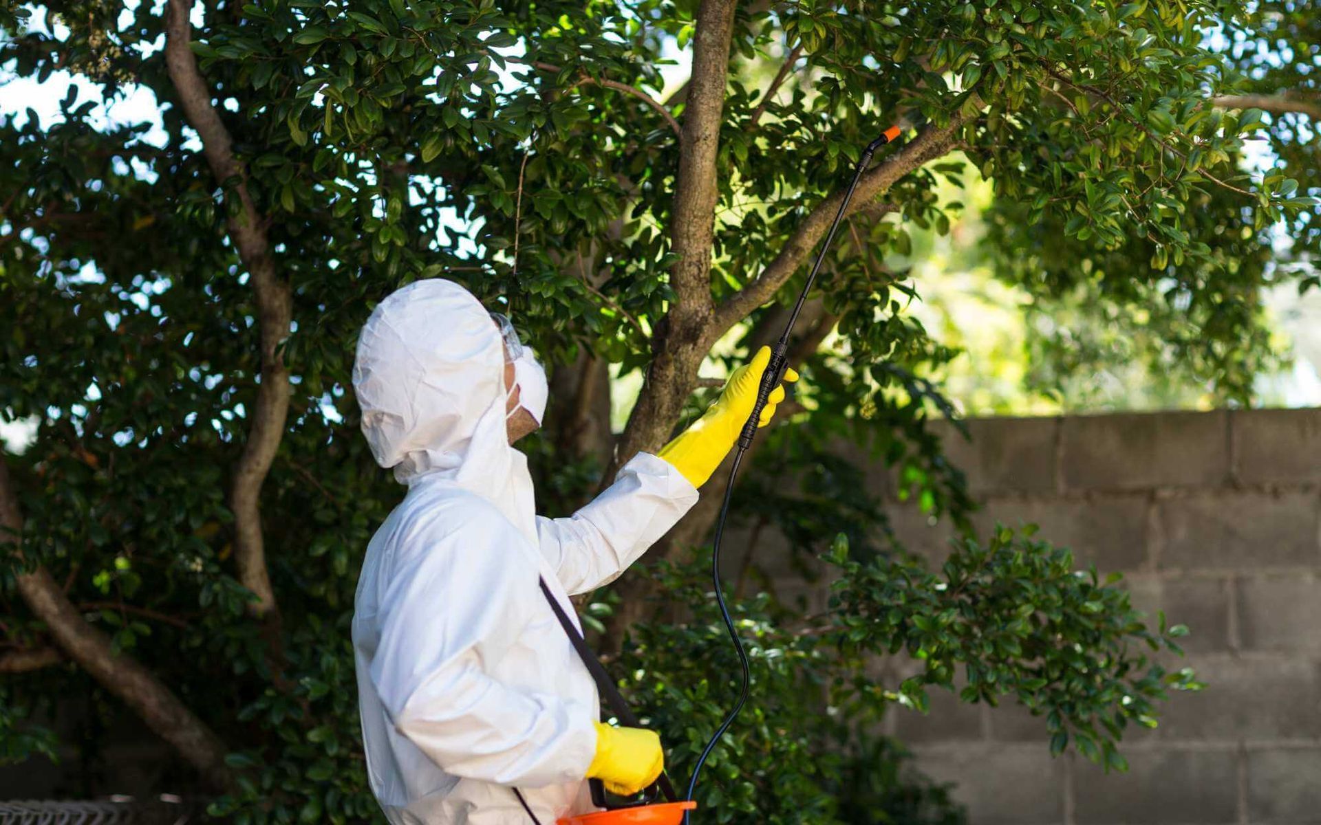 tree care and maintenance performed by a professional arborist