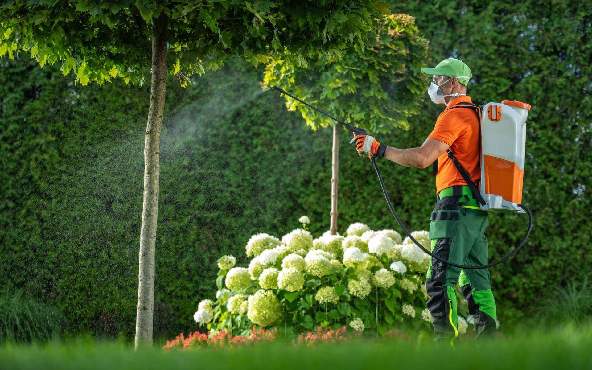 Benefits of Professional Arborist Services for Tree Disease