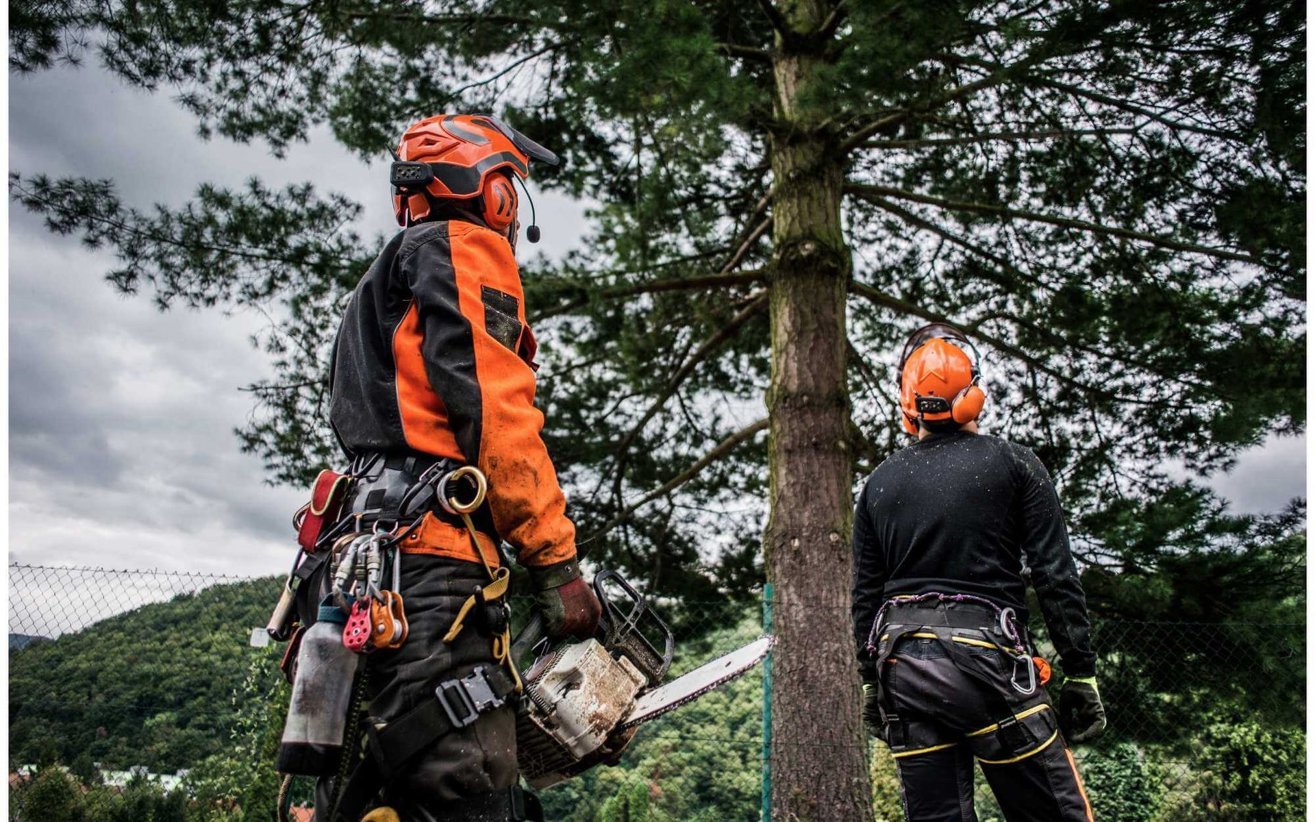 Top Benefits of Hiring an Arborist for Consultation