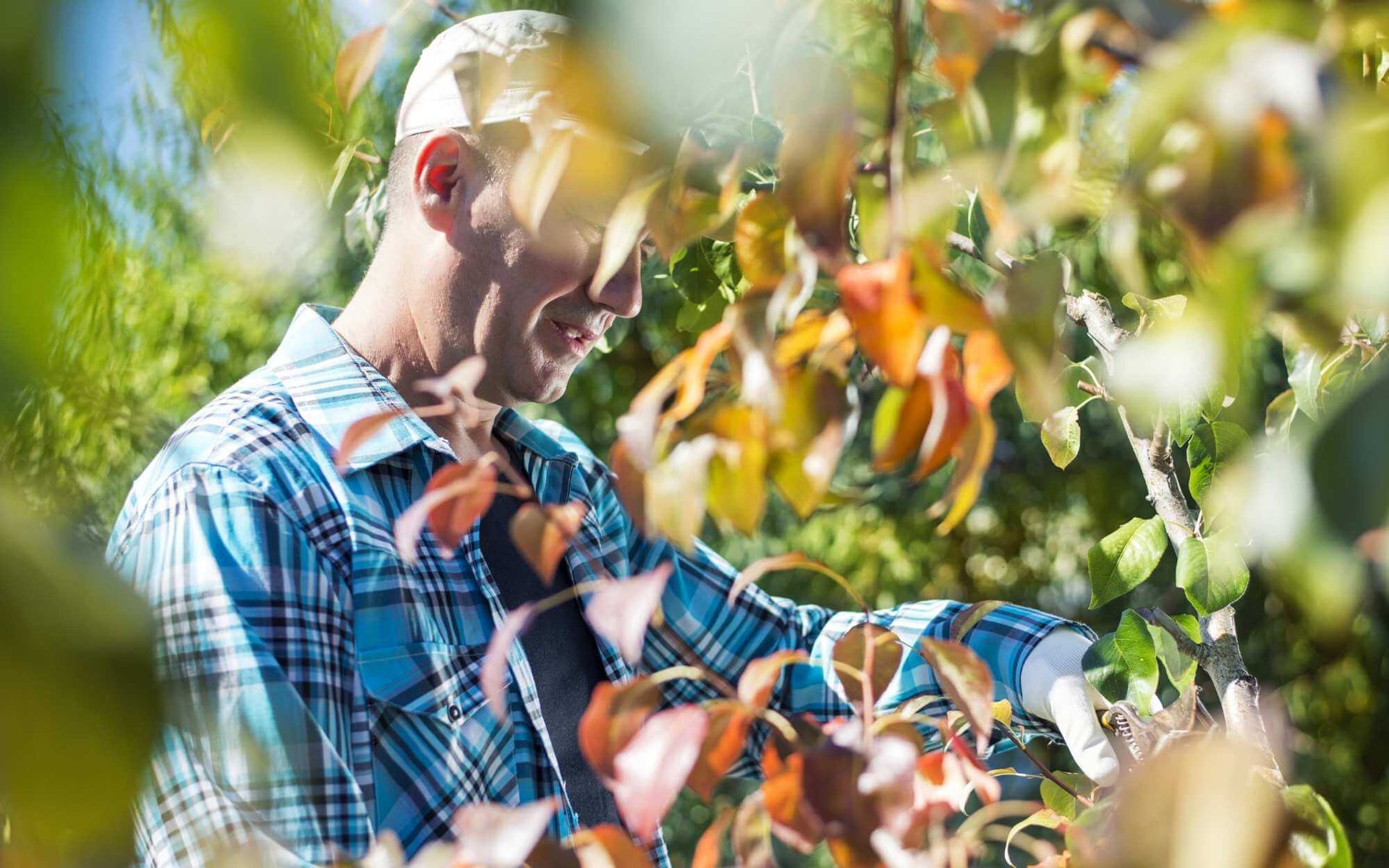 Pruning and Training Fruit Trees for Enhanced Sun Exposure