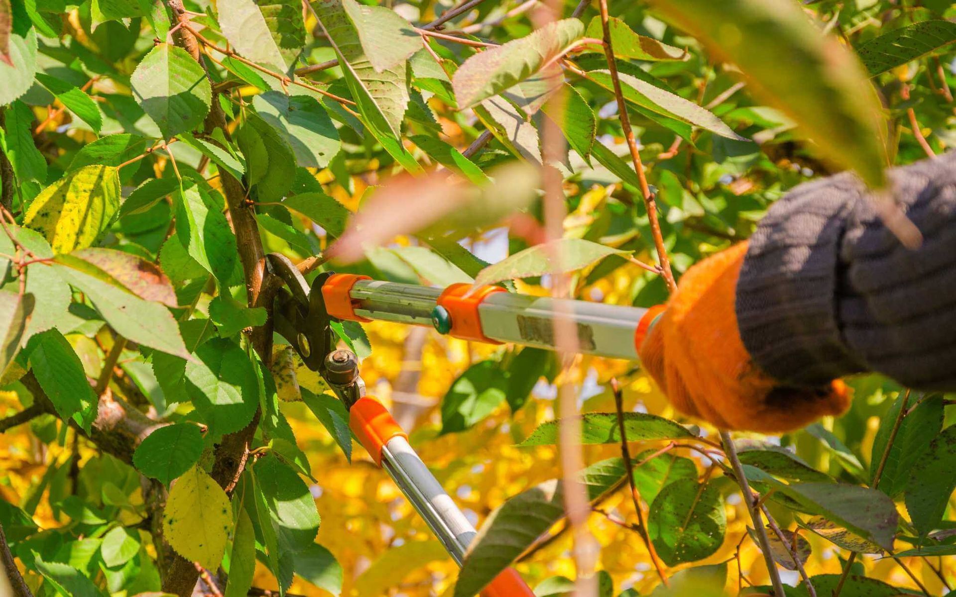 local arborist using the right tool to prune a fruit tree
