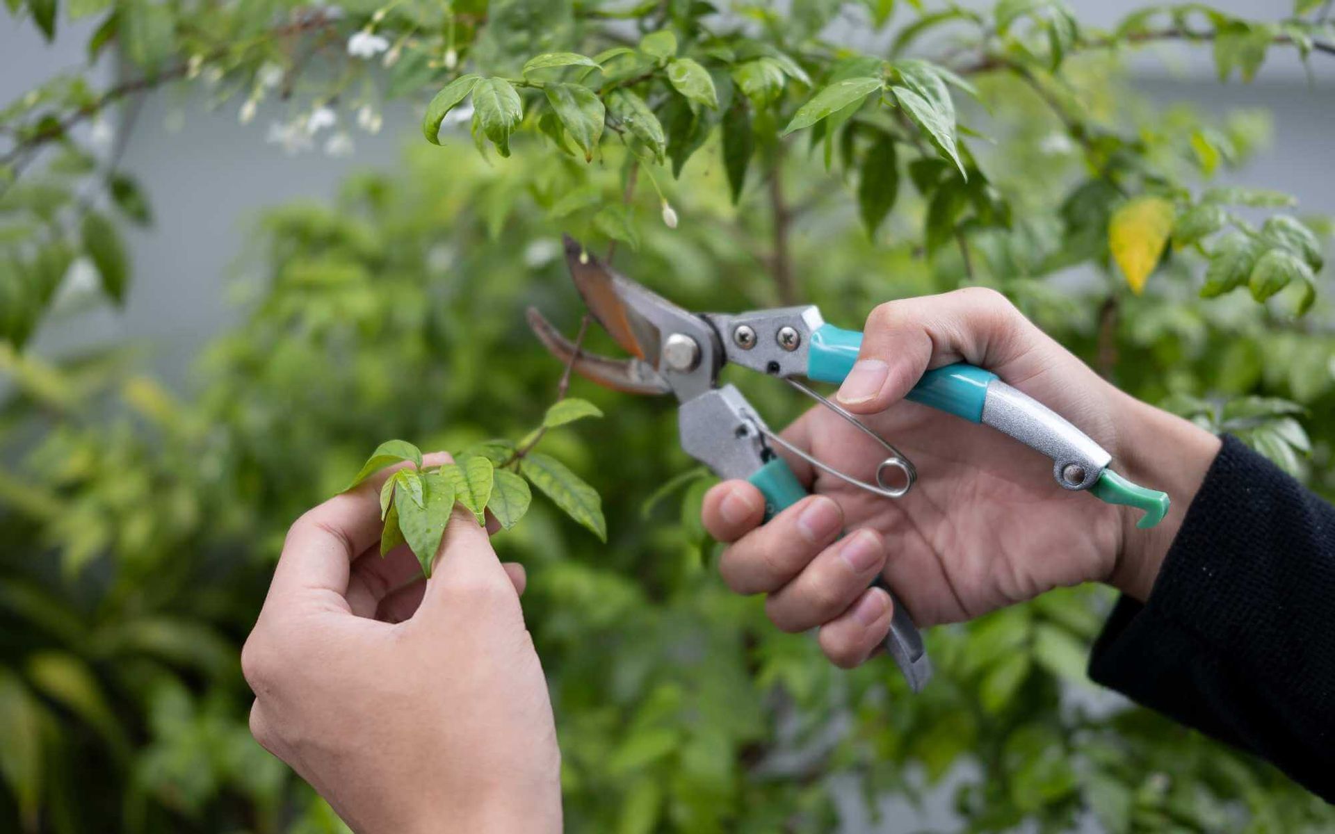 Effective Fruit Tree Pruning Techniques for Productivity