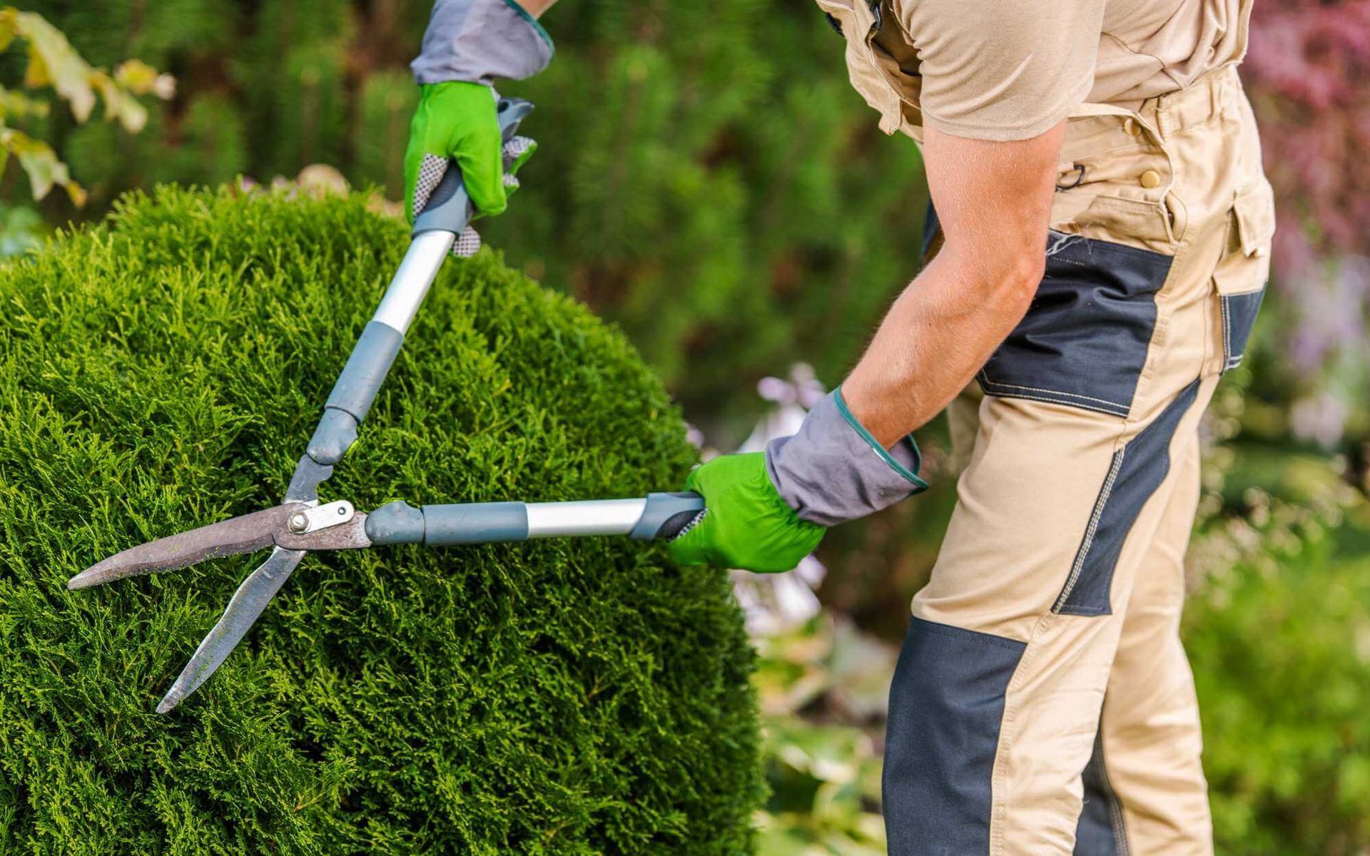professional tree pruning service in Boca Raton, FL
