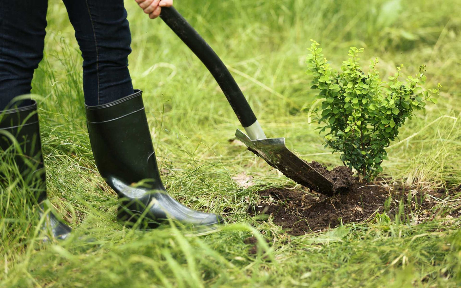gardener putting soil over a newly planted tree