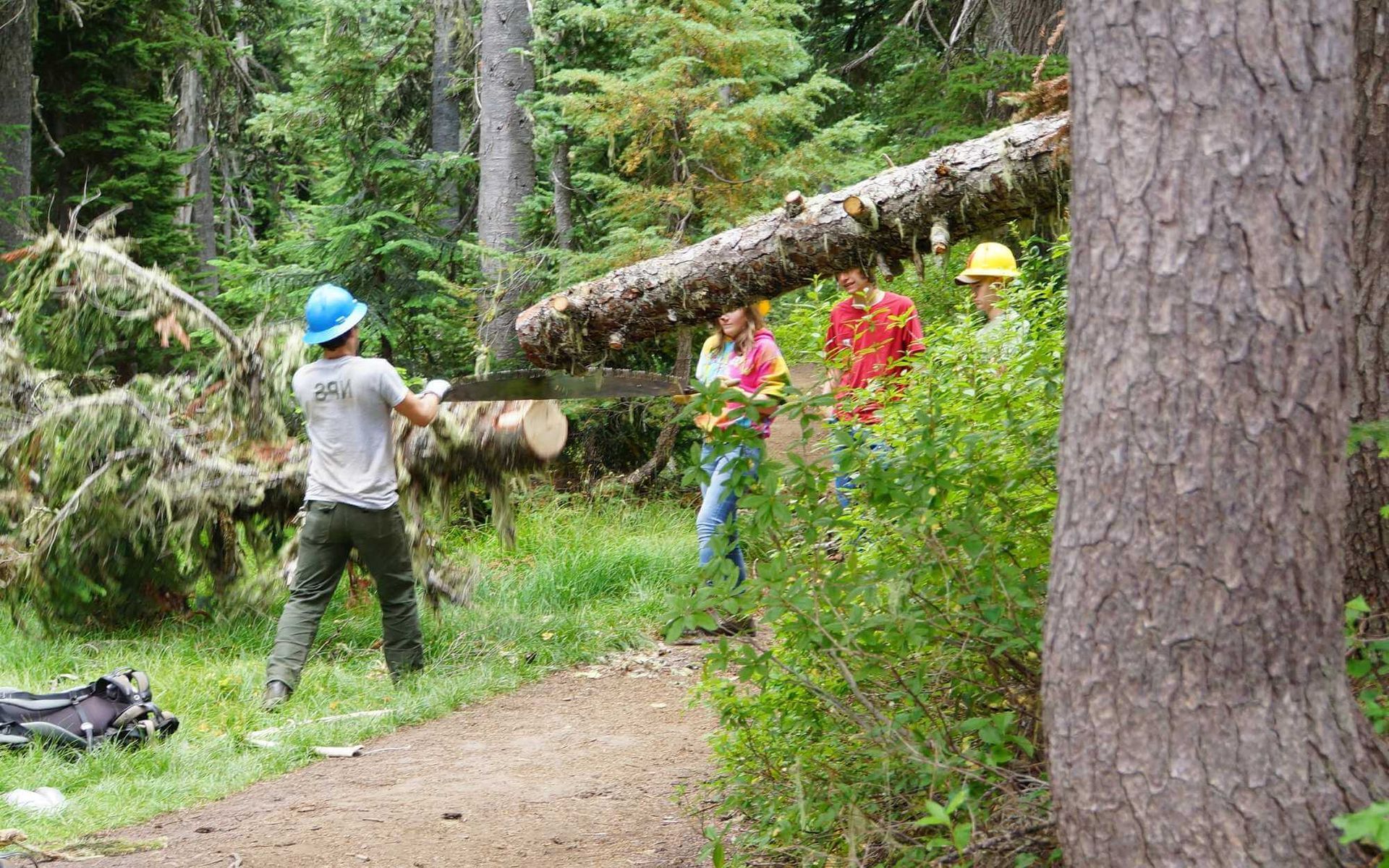 local arborist helping hand in hand to remove the fallen tree in Boca Raton