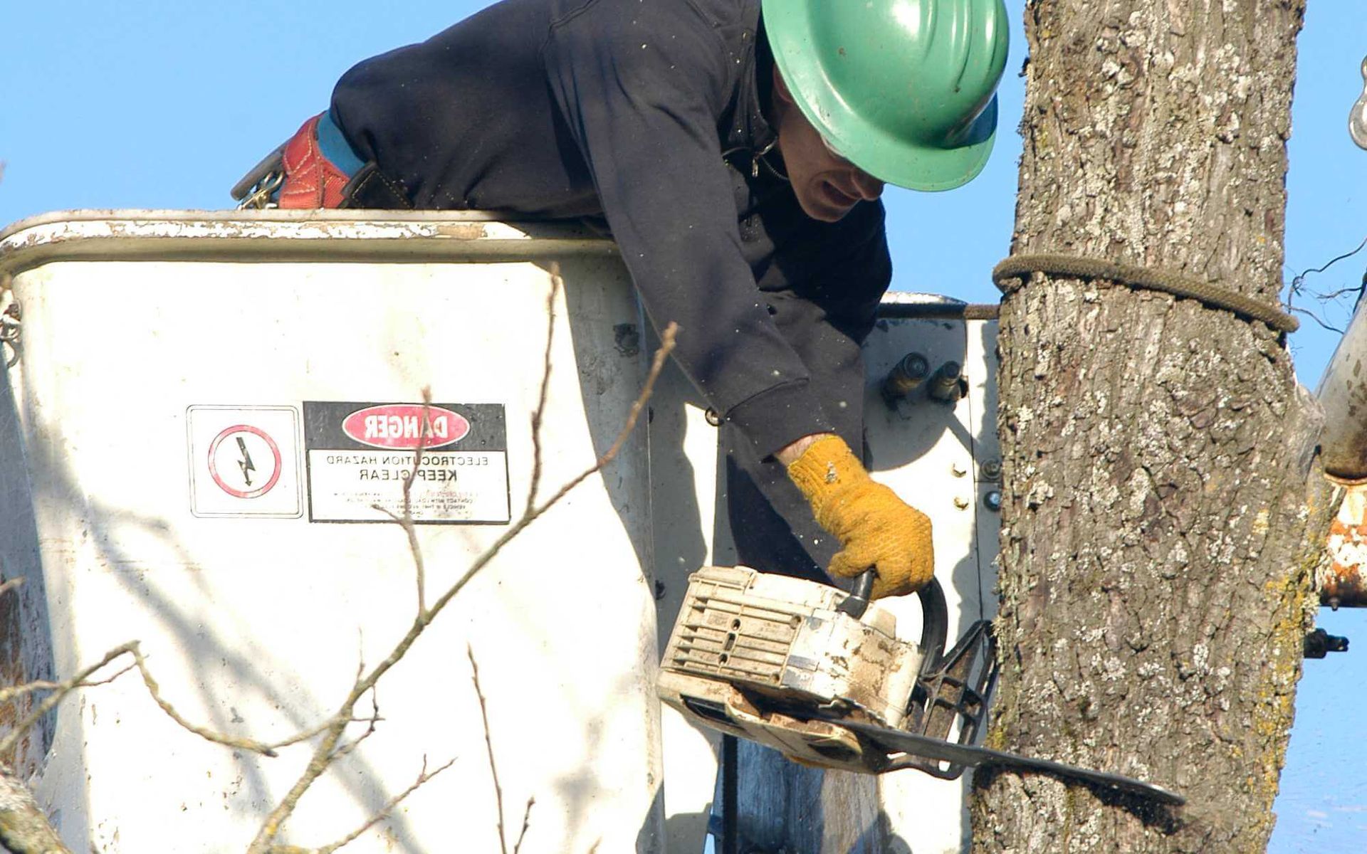 Real Tree Trimming & Landscaping professional tree removal specialist