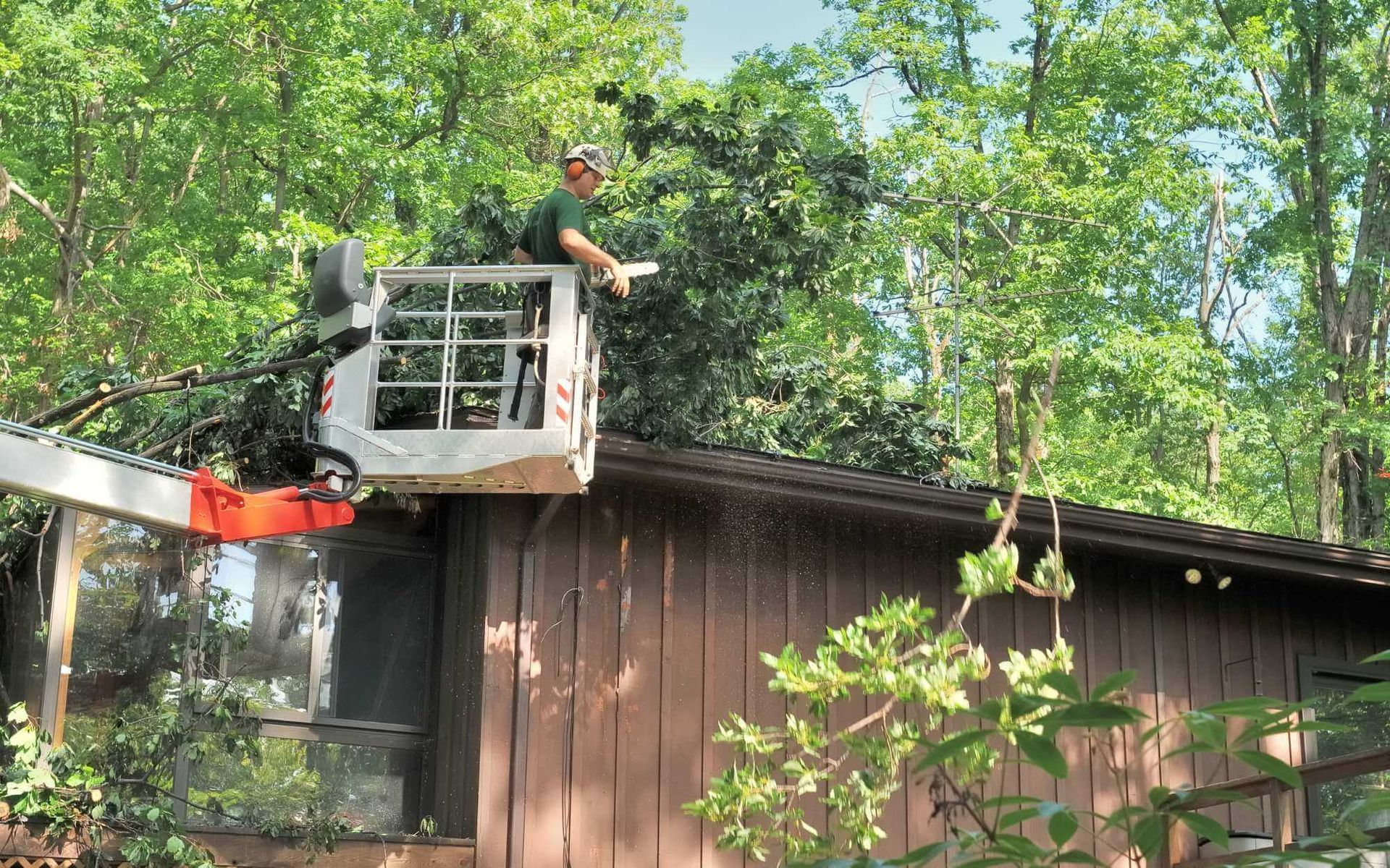 ISA-certified tree removal expert in Boca Raton