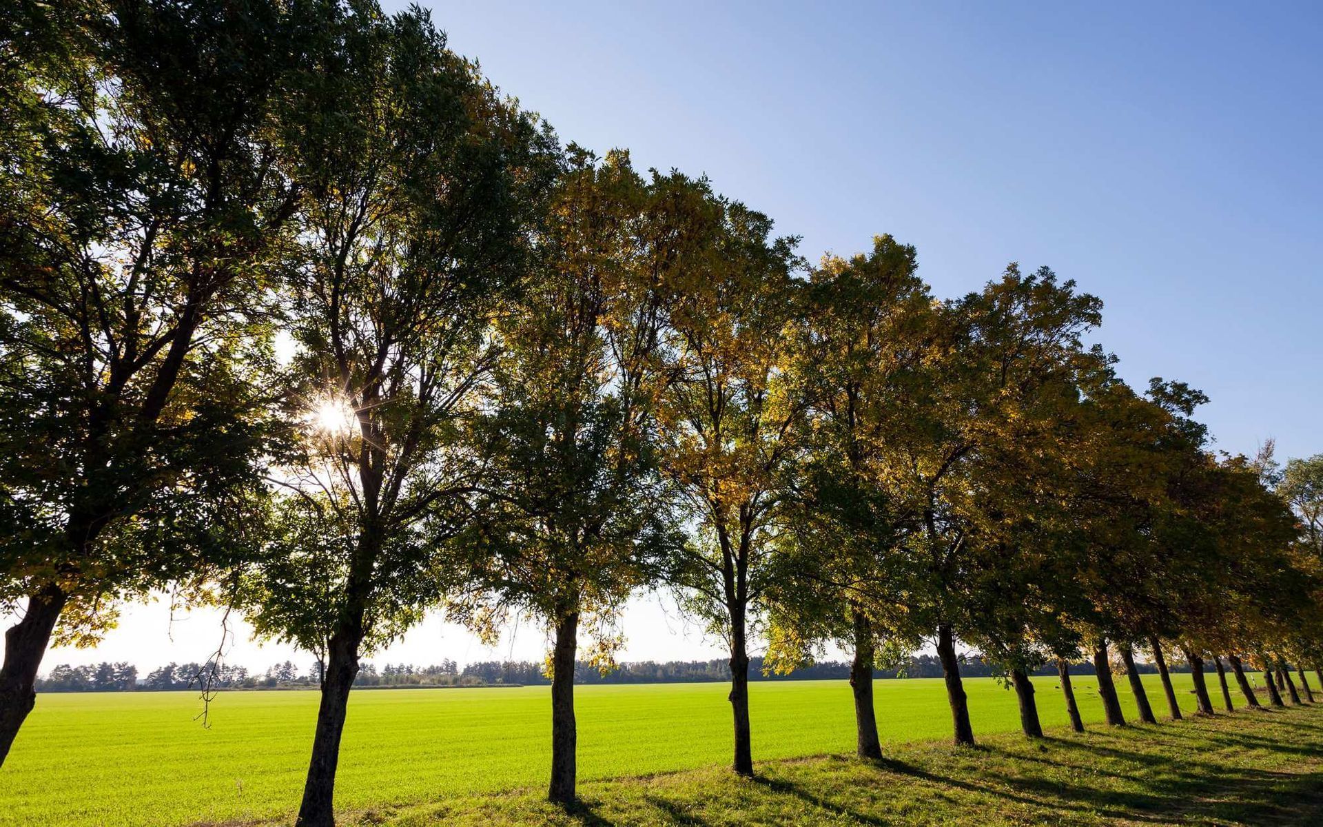 South Florida urban trees in October