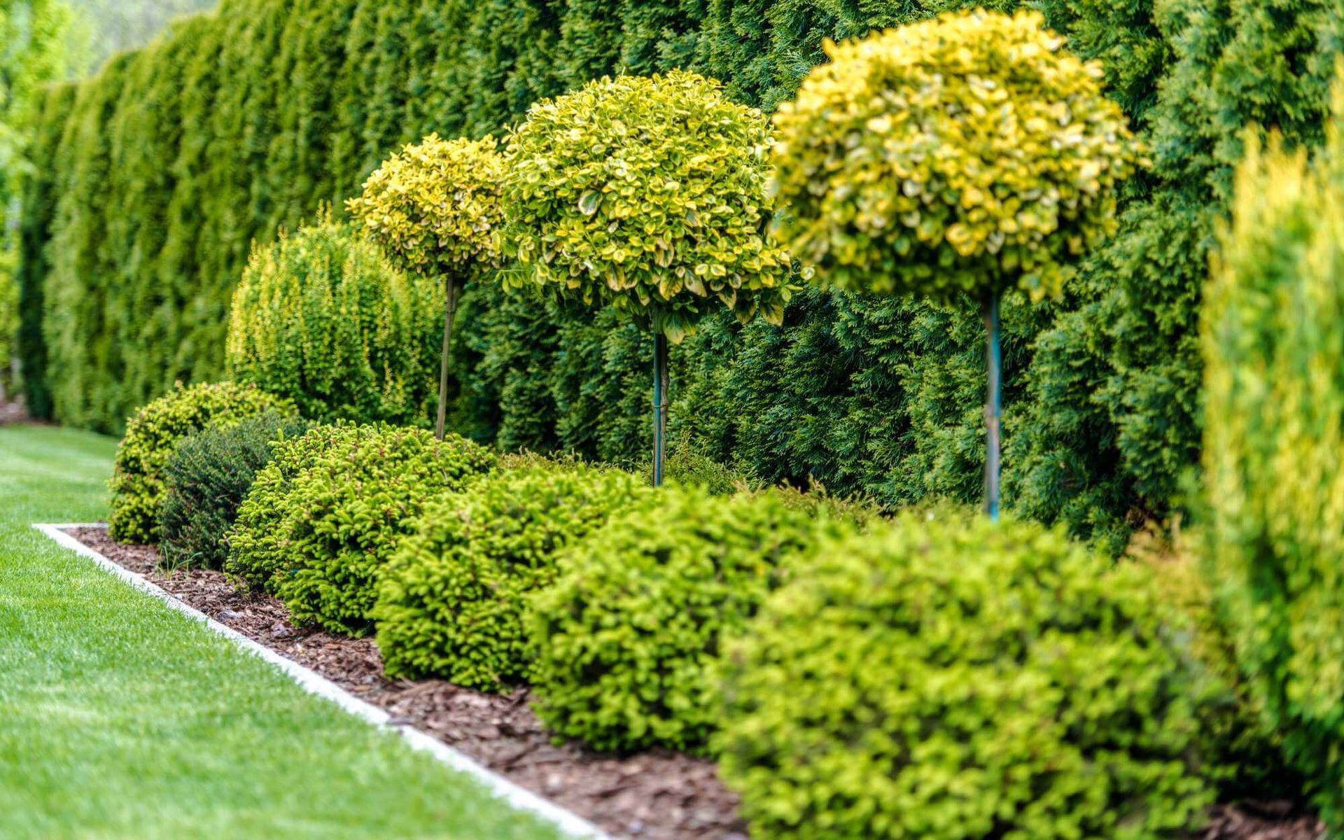 TGRs used on these garden trees and shrubs to control growth and promote health