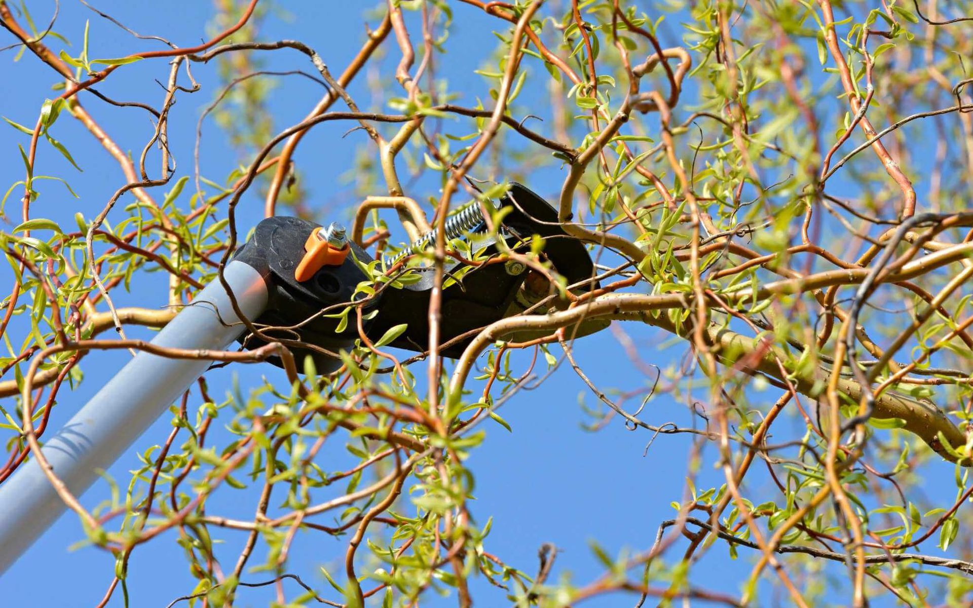 A Homeowner&rsquo;s Guide to Seasonal Tree Trimming for Beauty