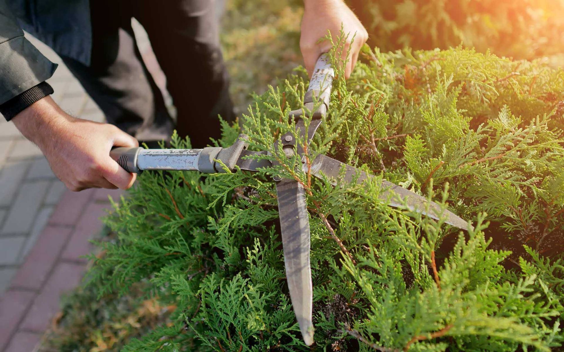 Maximizing Landscape with Arborist Design Consultation