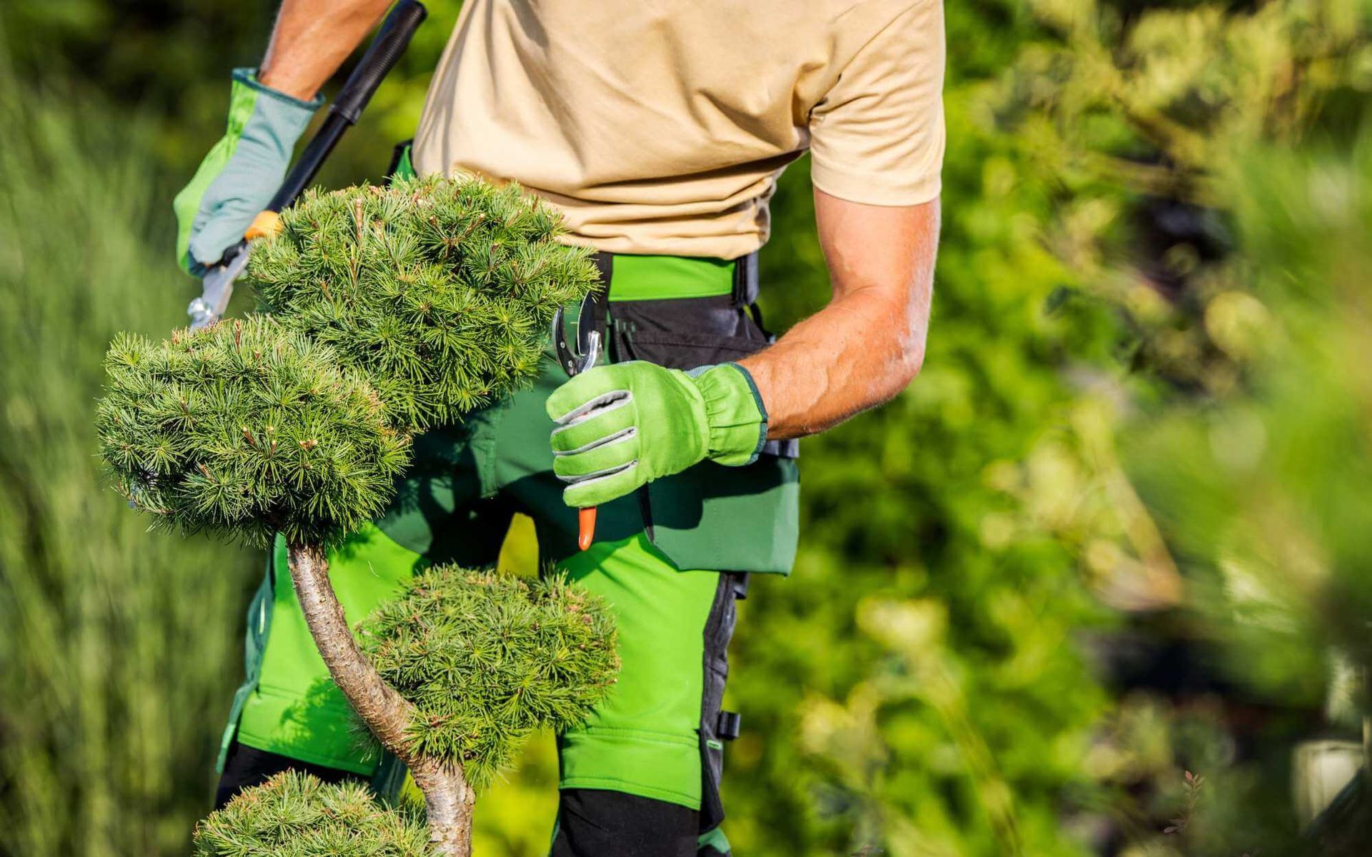 regular small tree trimming done by a Real Tree Team pro