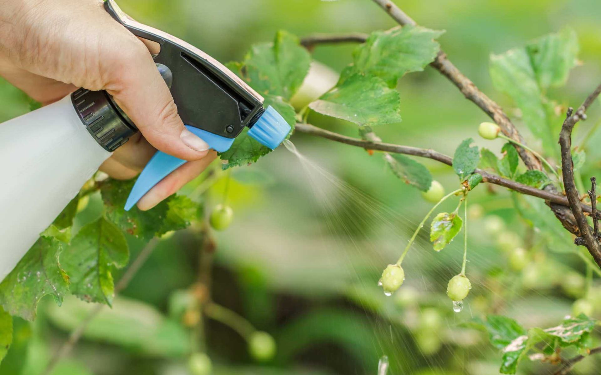 spraying a diluted regulator solution on a cherry tree's leaves